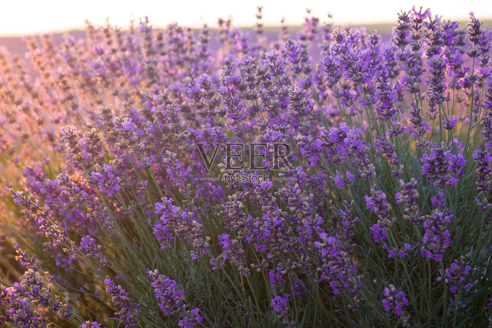 丁香花丛的薰衣草特写。傍晚日落时，薰衣草花香扑鼻，香薰理疗。俄罗斯的薰衣草田。照片摄影图片