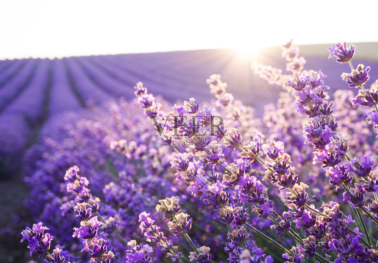在清晨明亮的天空下，盛开的薰衣草田的美丽景色。一排排盛开的薰衣草灌木一直延伸到地平线。薰衣草田上令人惊叹的日出。照片摄影图片