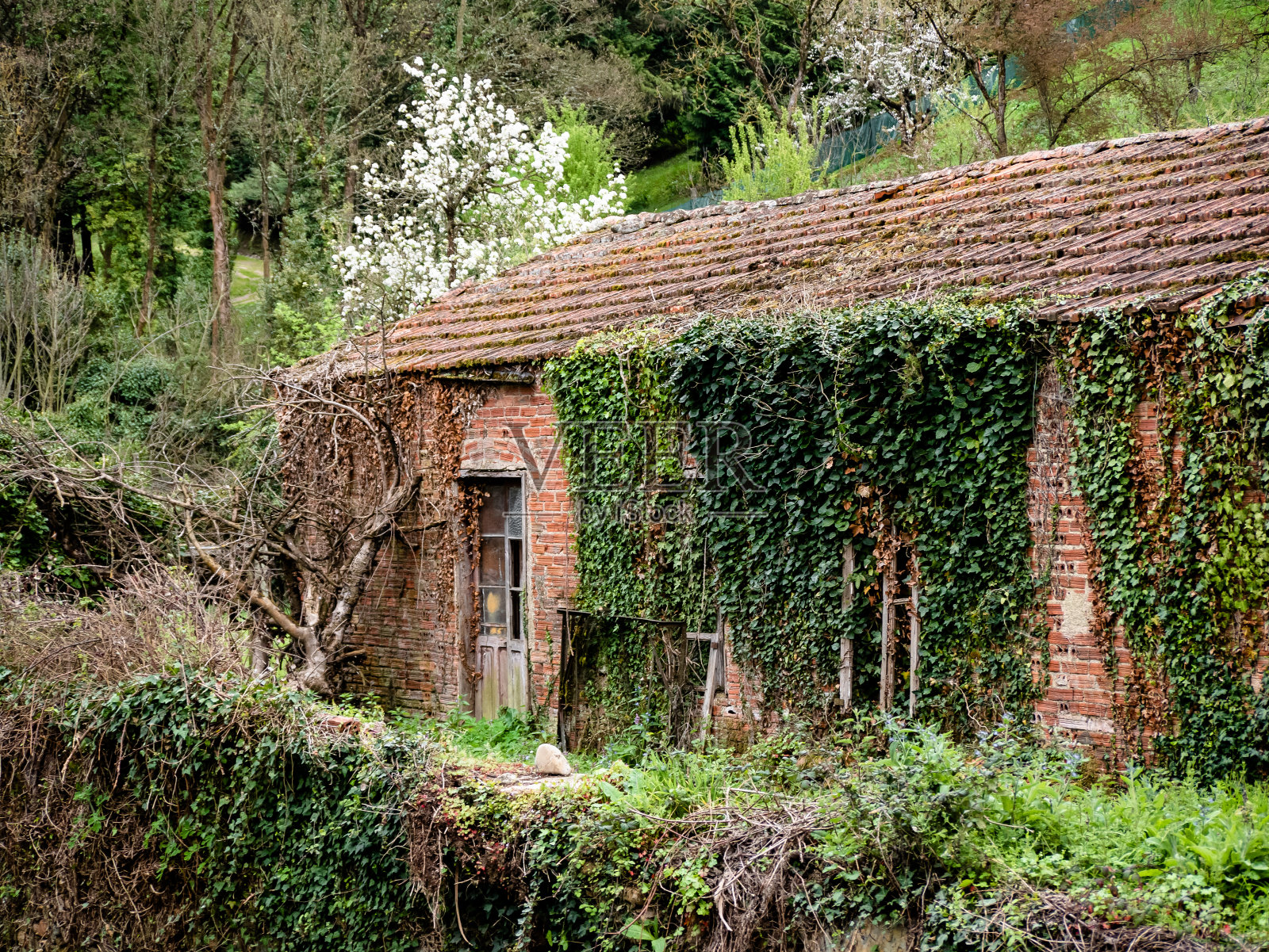 被藤蔓植物覆盖的废弃和破旧的砖房，由于缺乏照顾和一个倒下的干树干在墙上被植被包围。照片摄影图片
