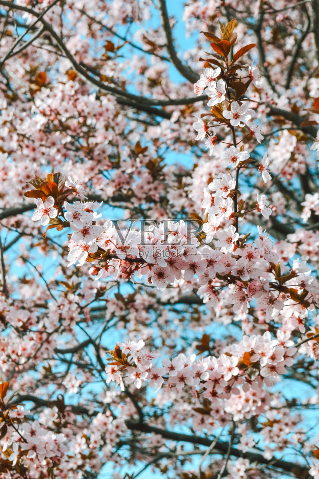 春天盛开的花园，樱花盛开的特写照片摄影图片