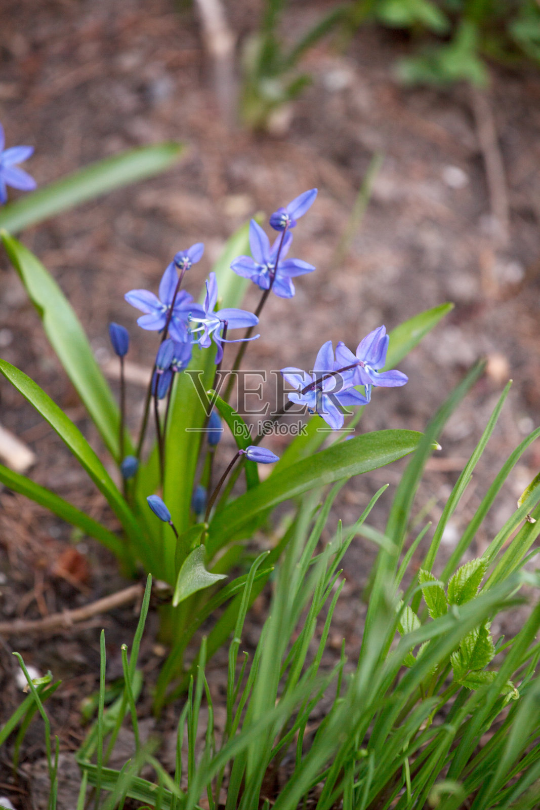 春天。春天的第一朵花。雪花莲。西伯利亚kandyk。大自然。景观。山,字段。11、人间第一朵春花易碎，大自然苏醒照片摄影图片
