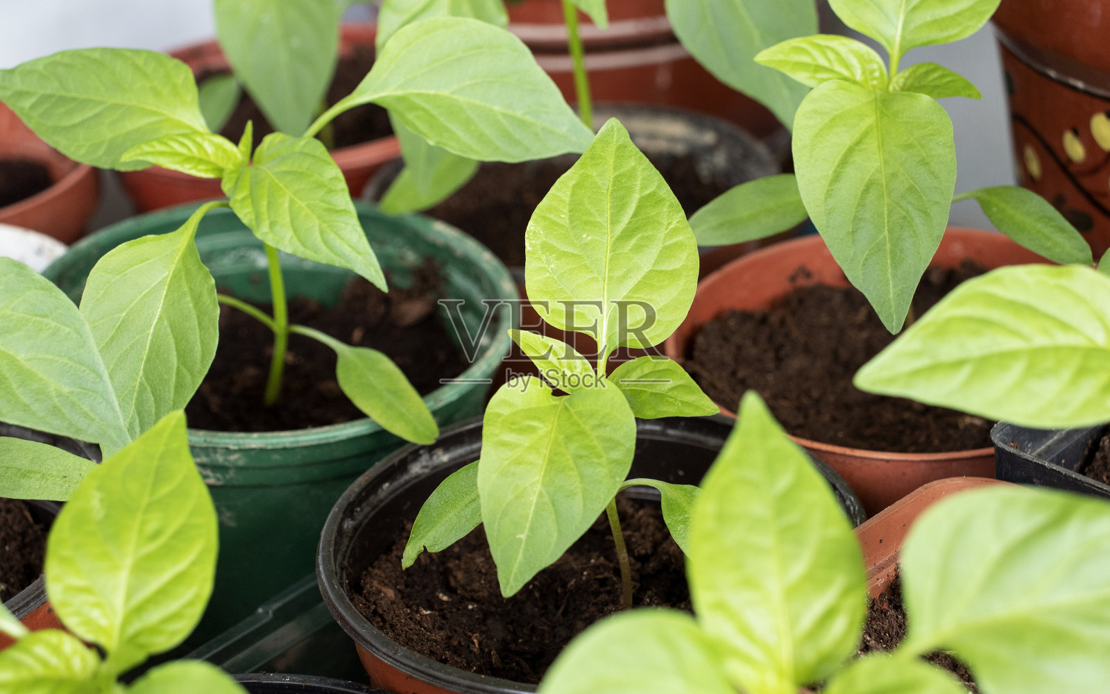 春天在花盆里种辣椒照片摄影图片