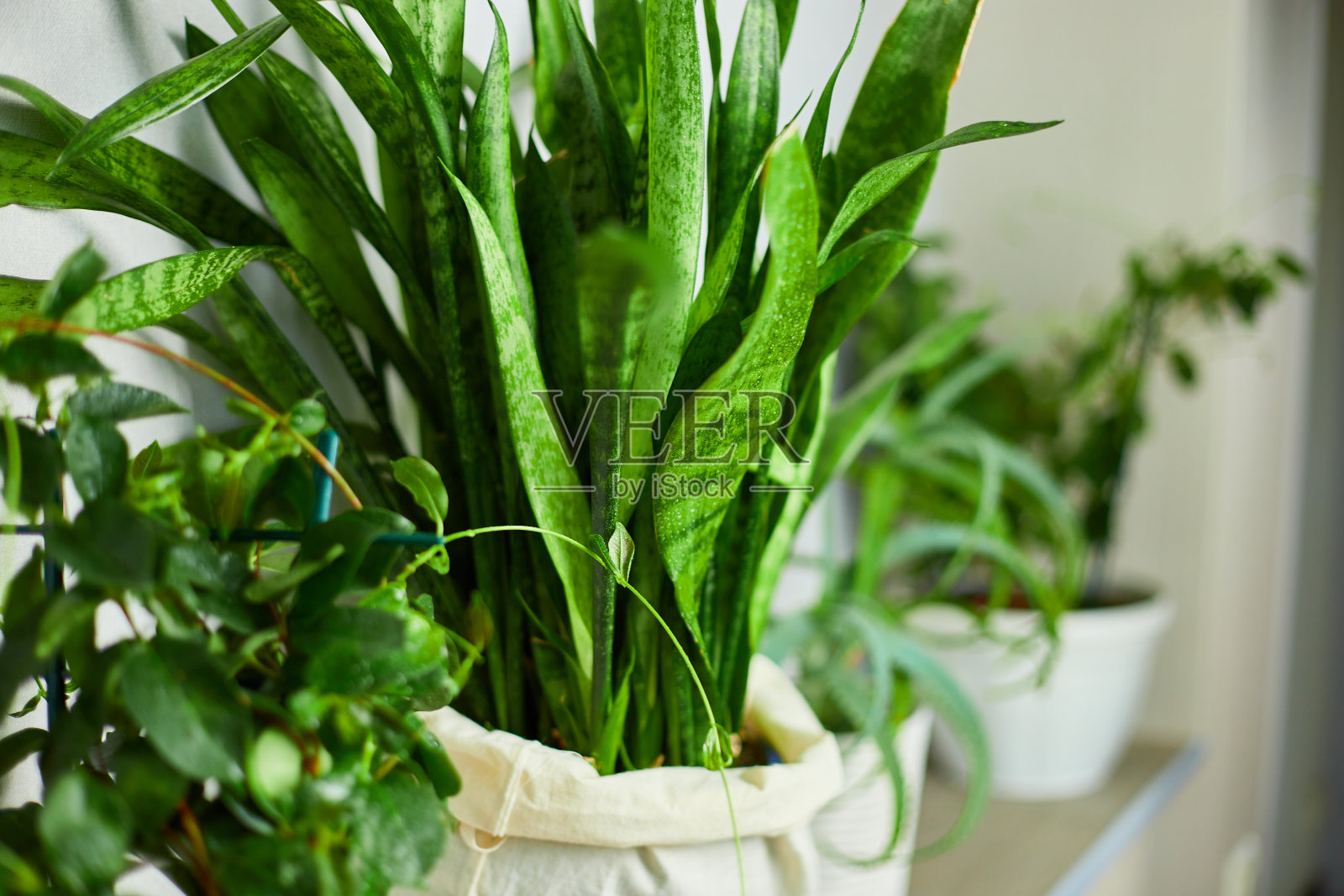 多种室内盆栽、温室、亲生物家居设计、园艺概念、绿色家居。家里有绿色植物，喜欢植物，室内舒适的花园。照片摄影图片