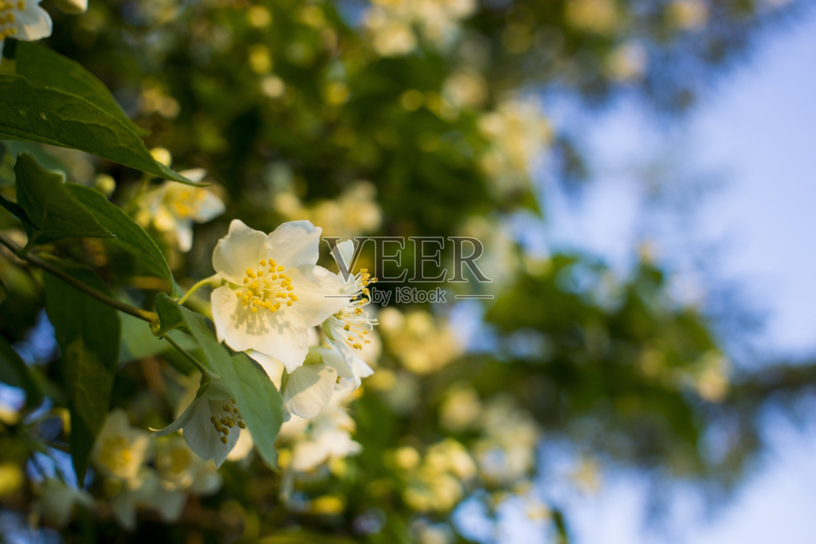 美丽的白色茉莉花在阴天夏天照片摄影图片