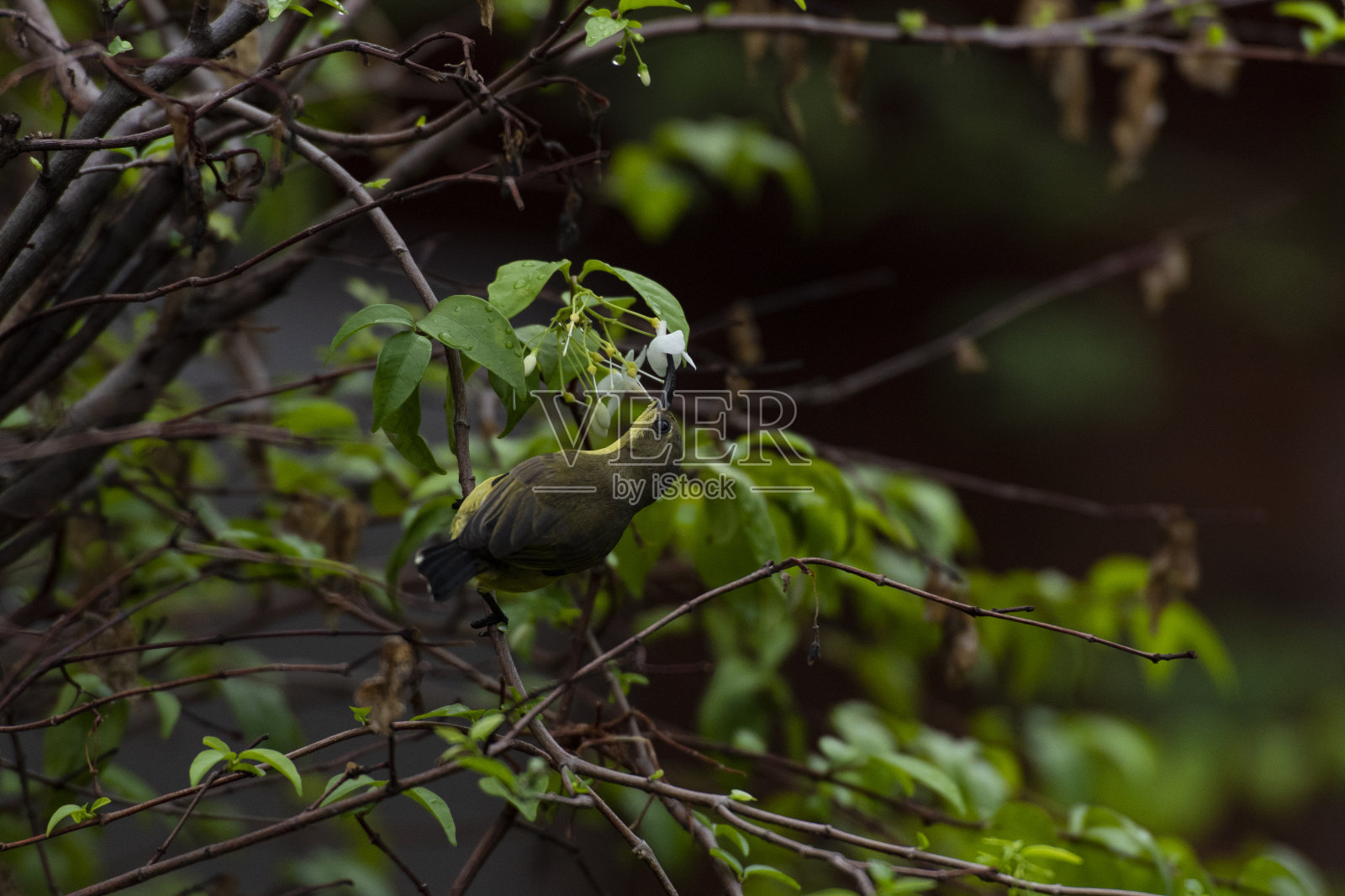 橄榄背太阳鸟照片摄影图片