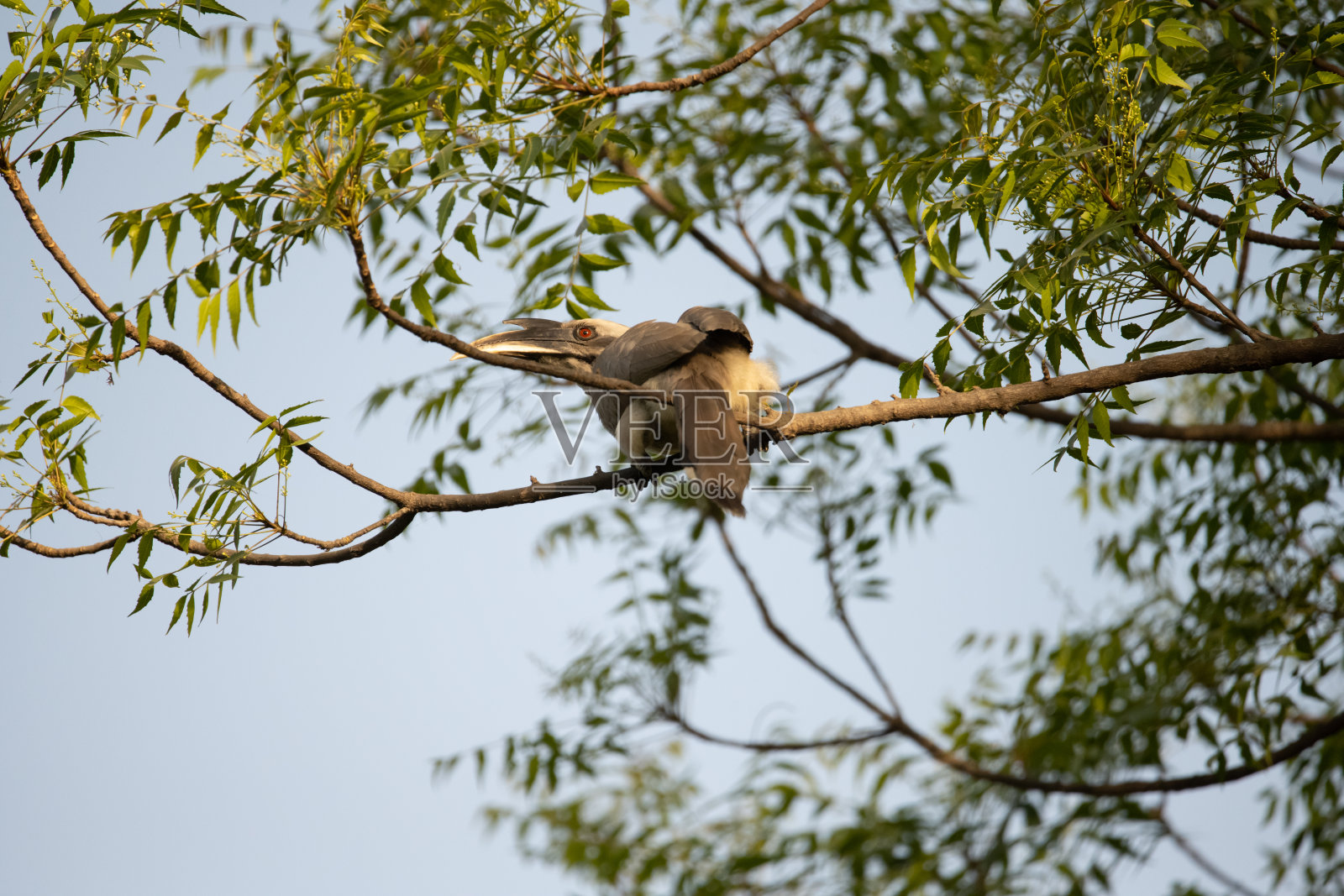 印度灰色犀鸟照片摄影图片