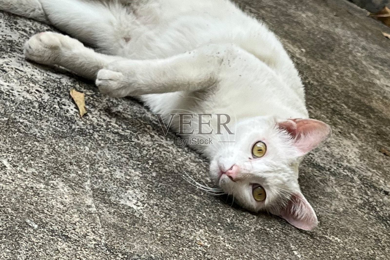流浪的白猫躺在地板上，看着镜头照片摄影图片