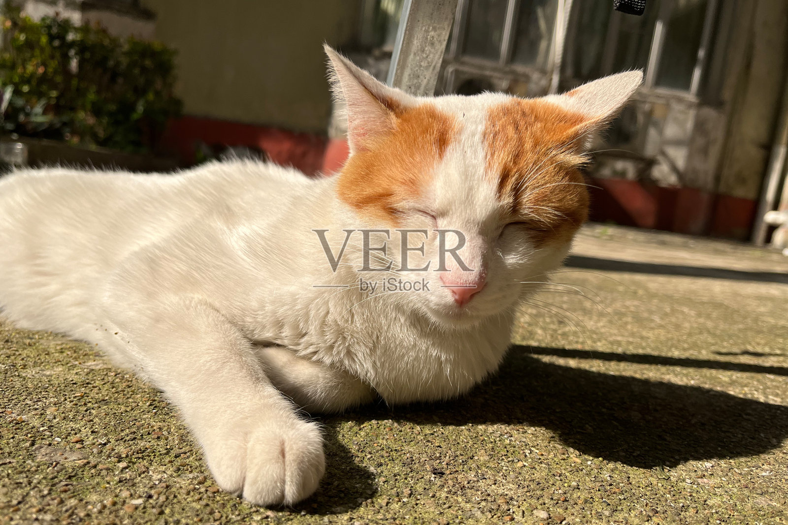 流浪的白色虎斑猫躺在地板上，在阳光下睡觉照片摄影图片