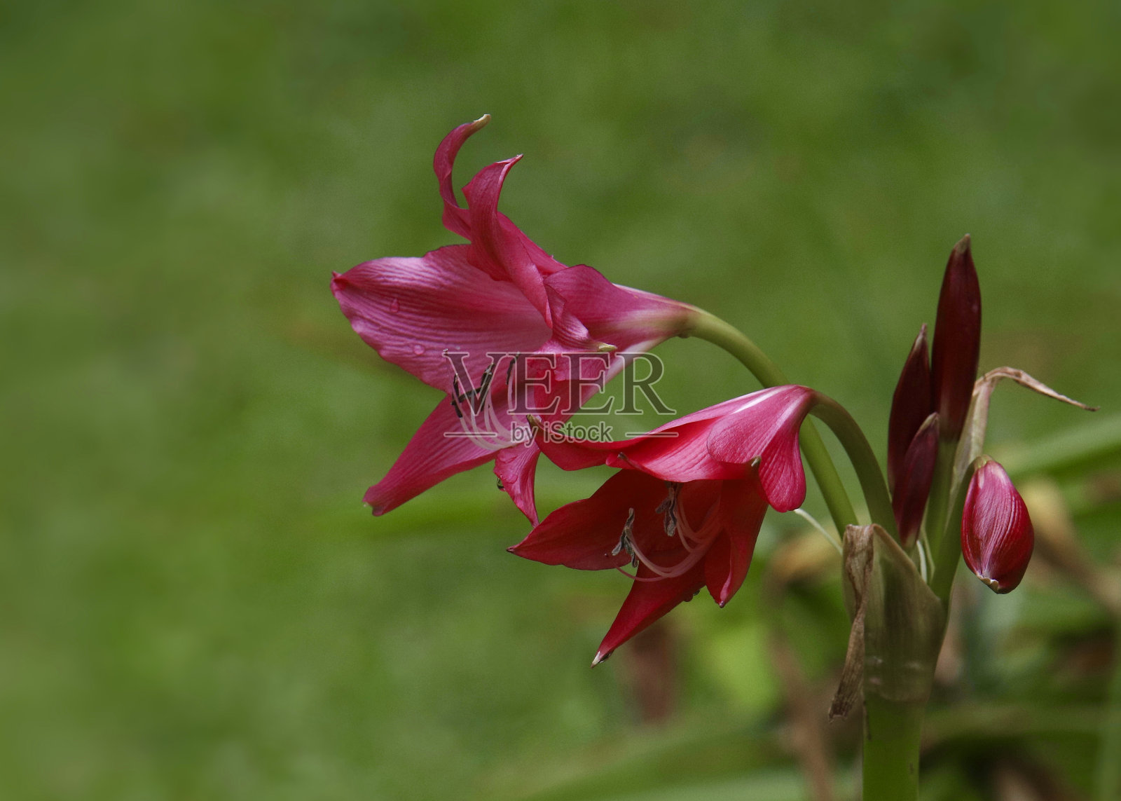 野生剑兰的花朵特写照片摄影图片