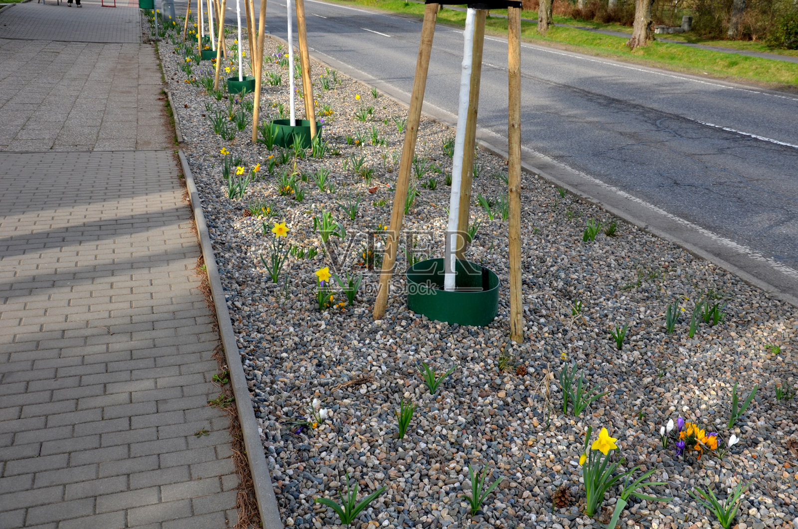 街上新栽的树和花坛。绿色塑料循环水箱。促进水的剂量而不直接损失到树干。覆盖卵石石会减少卵石的蒸发照片摄影图片