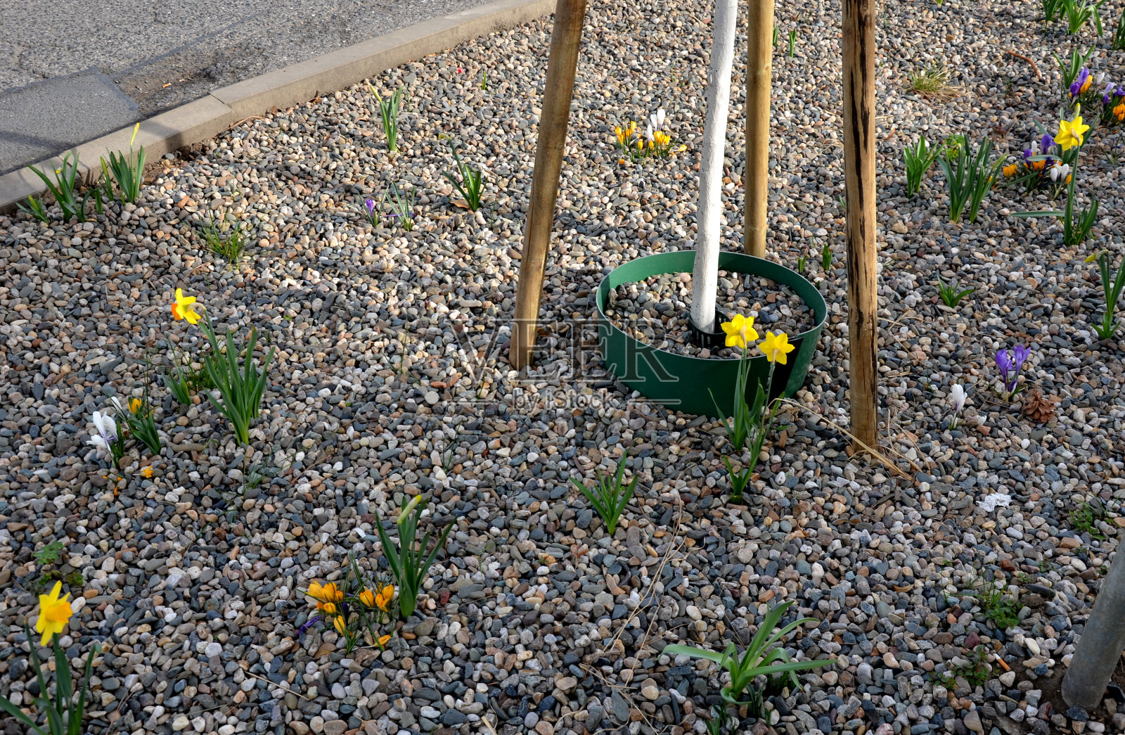 街上新栽的树和花坛。绿色塑料循环水箱。促进水的剂量而不直接损失到树干。覆盖卵石石会减少卵石的蒸发照片摄影图片