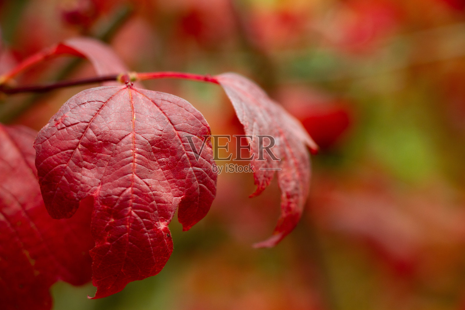 叶照片摄影图片