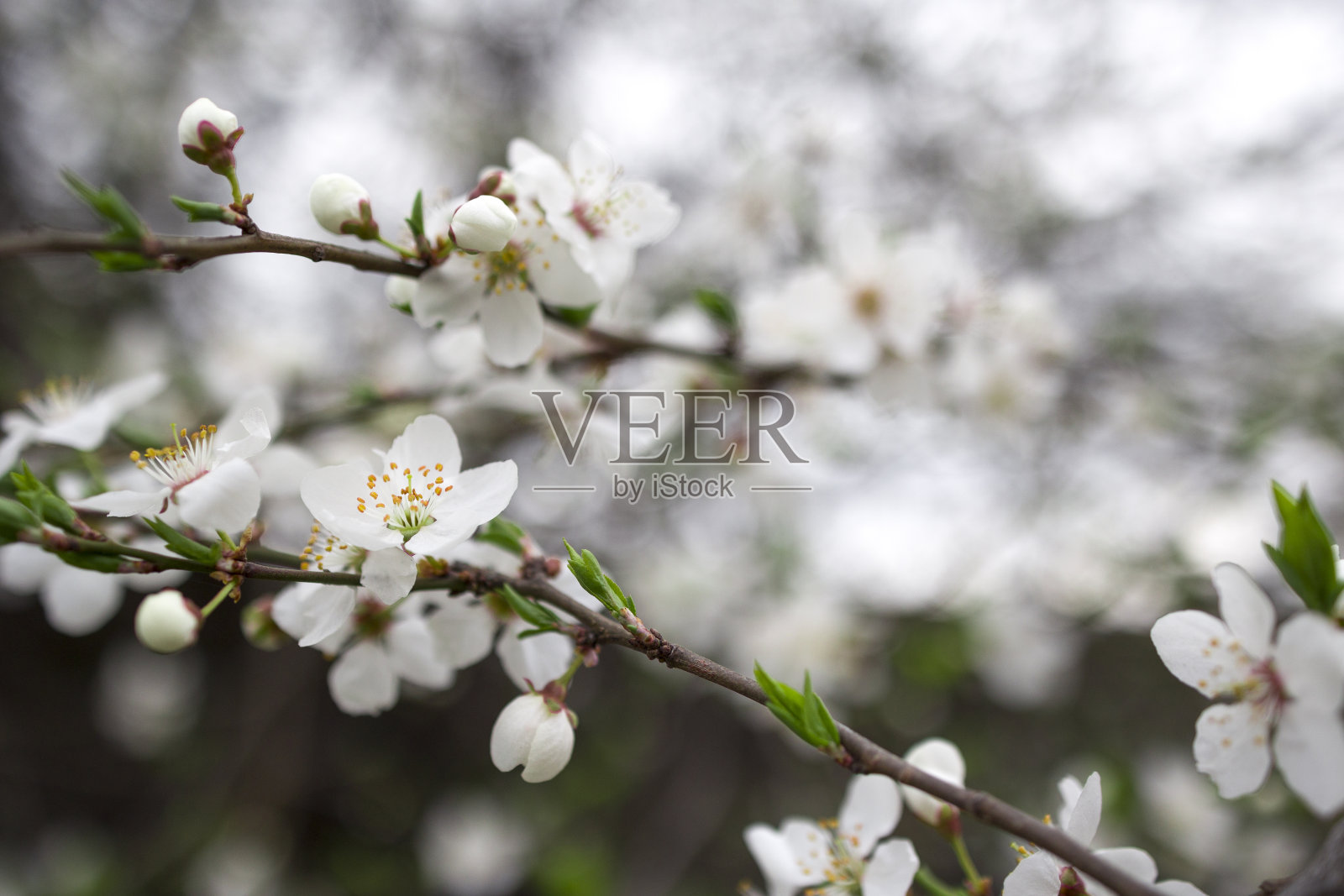 在散景背景下的开花树枝的微距镜头。植物图案纹理，自然花卉背景。有选择性的重点照片摄影图片