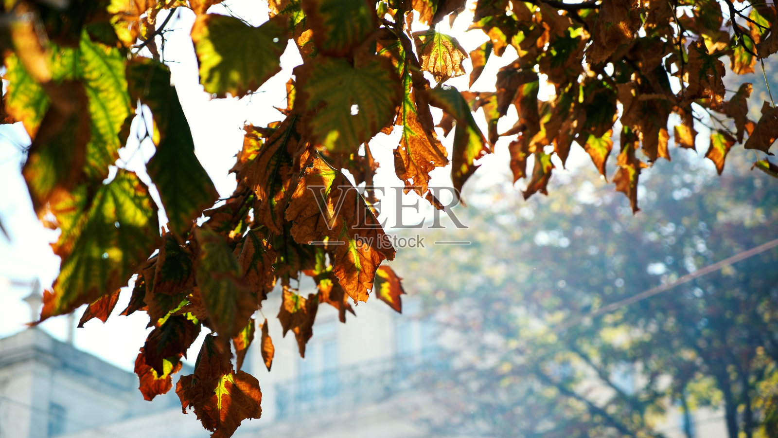 树-秋天-树叶照片摄影图片