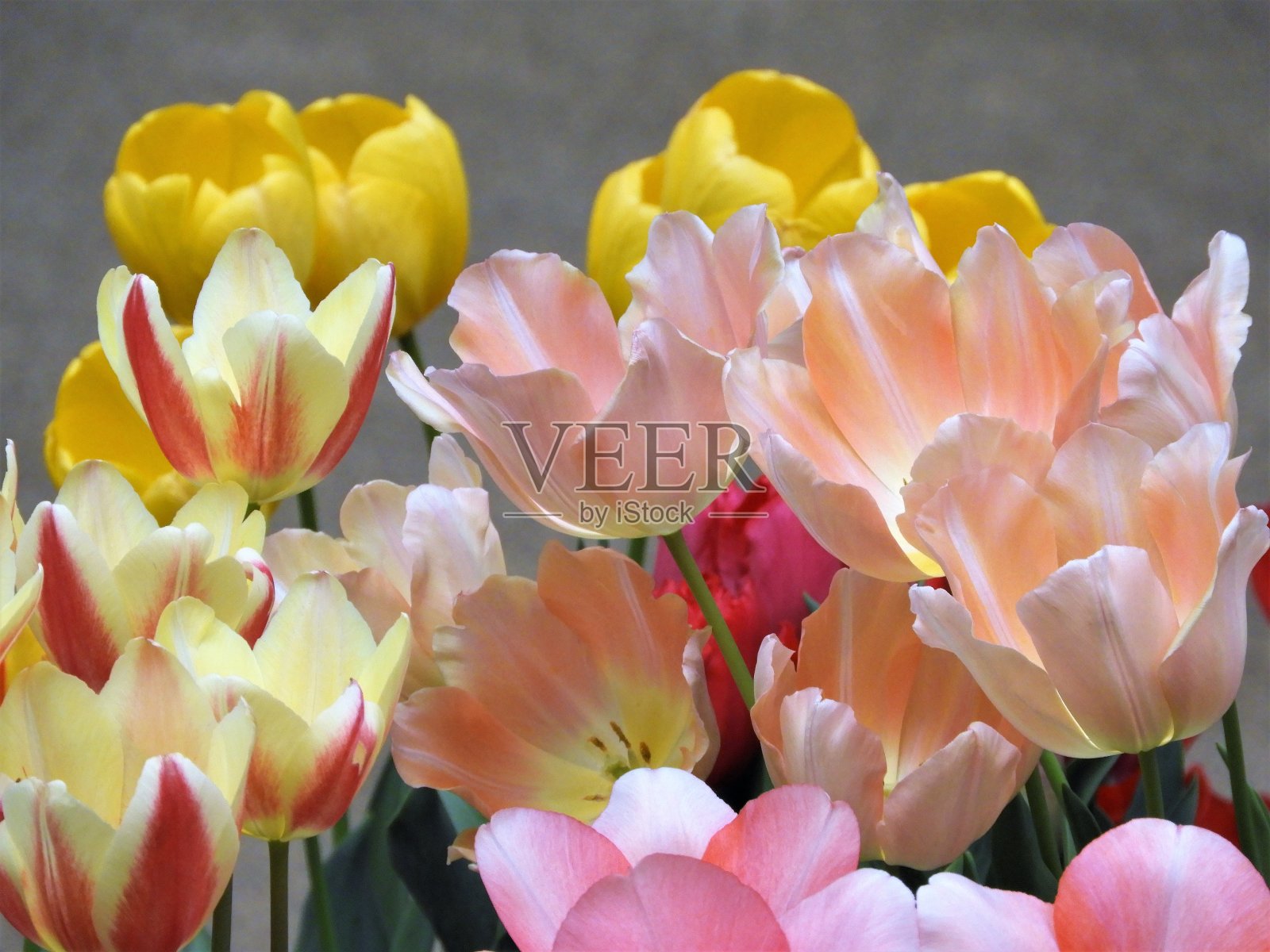 郁金香照片摄影图片