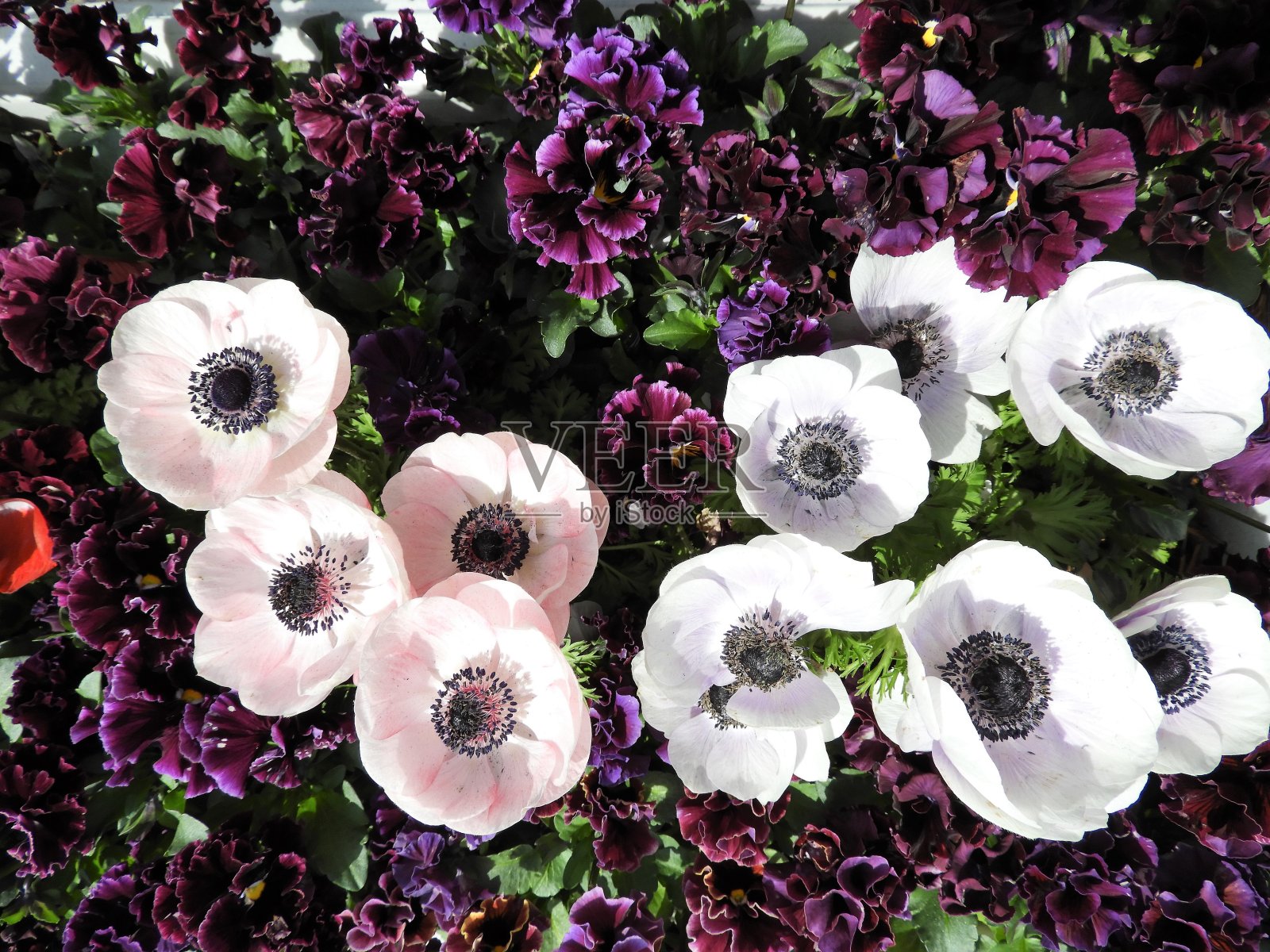 海葵照片摄影图片