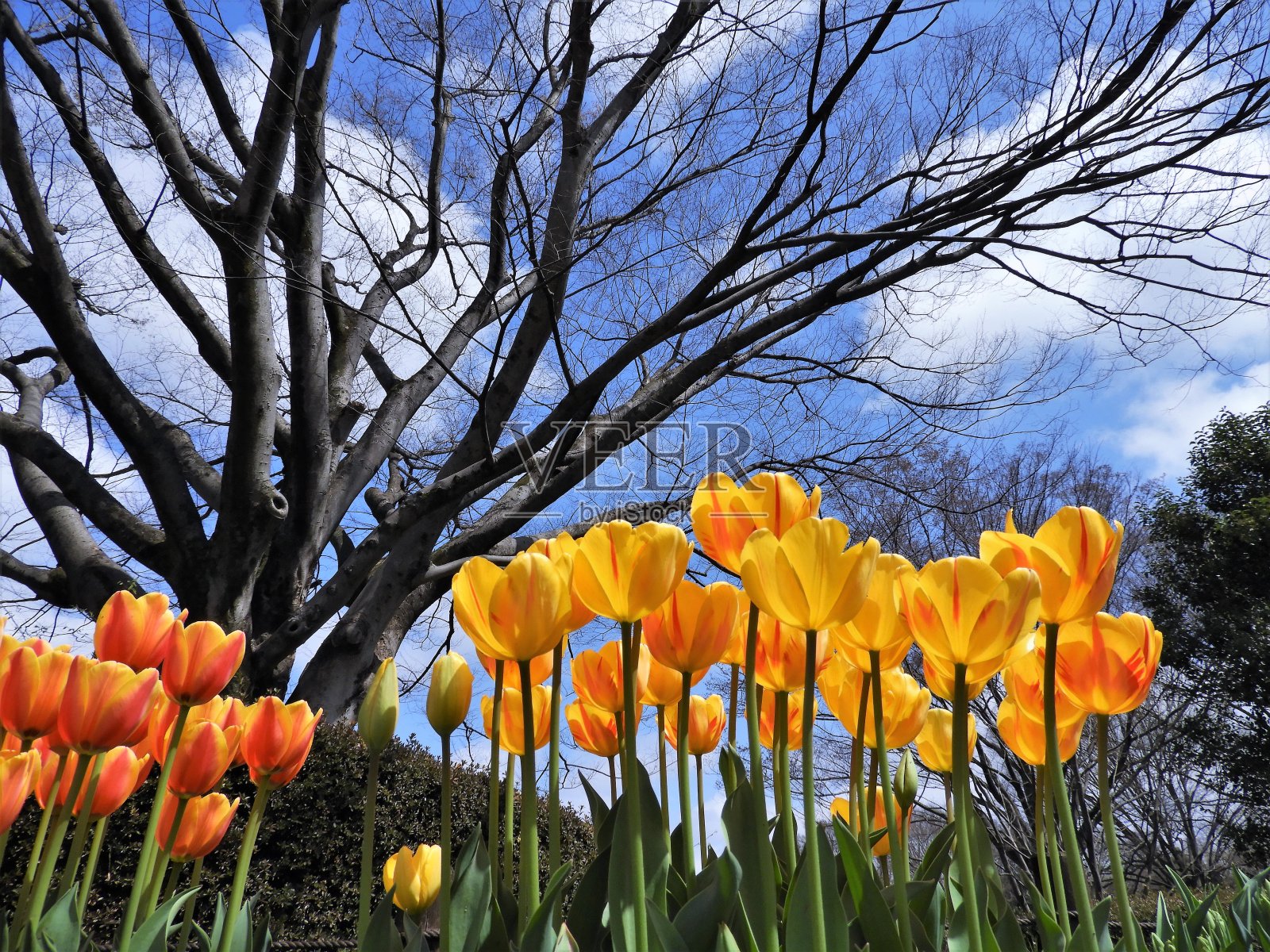 郁金香照片摄影图片