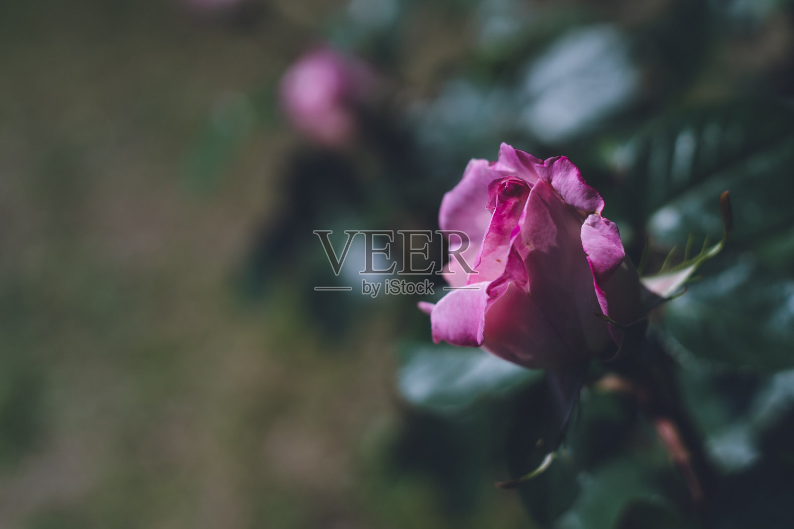 玫瑰花园里美丽的玫瑰——春天和初夏照片摄影图片