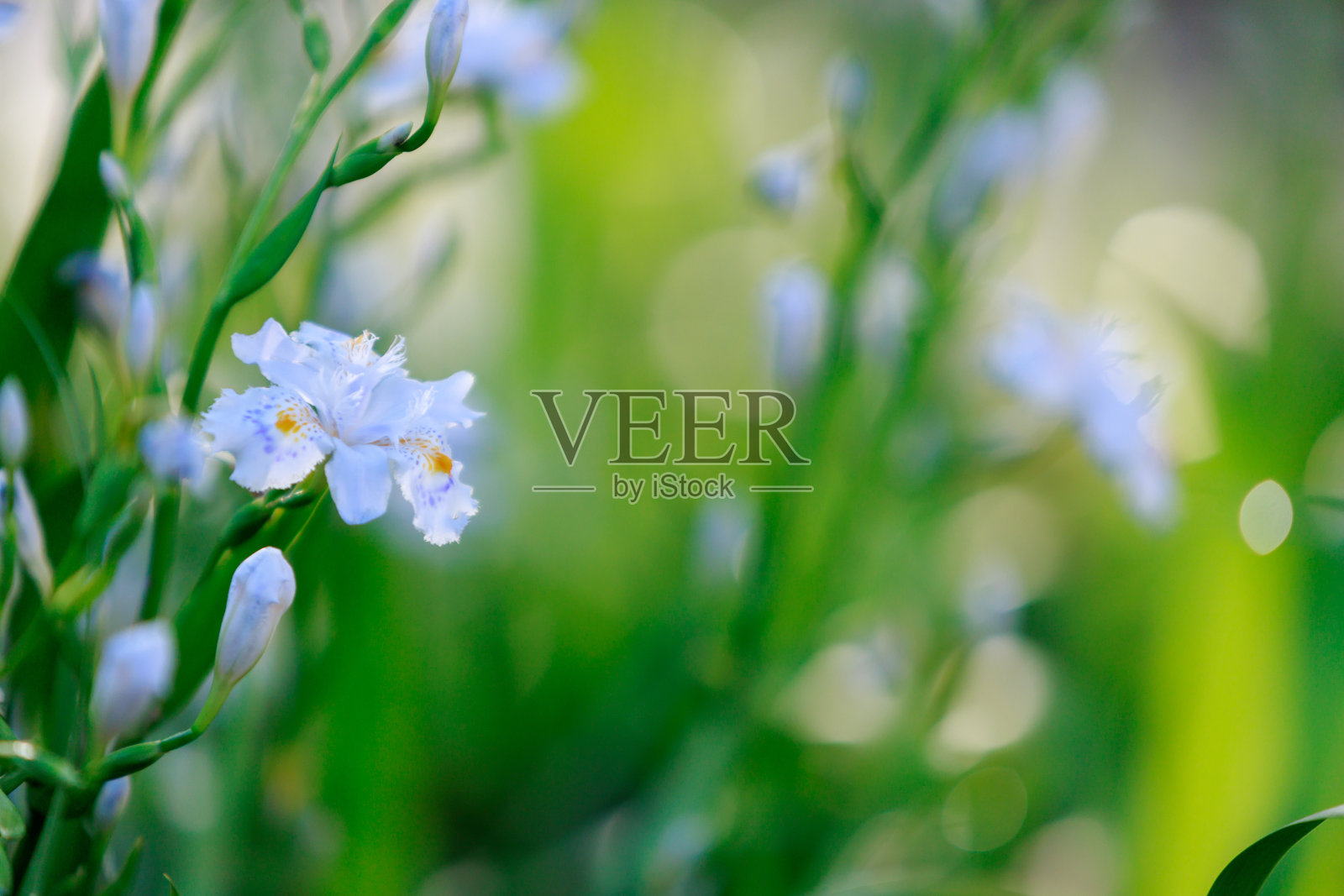 Iris japonica(沙加)照片摄影图片