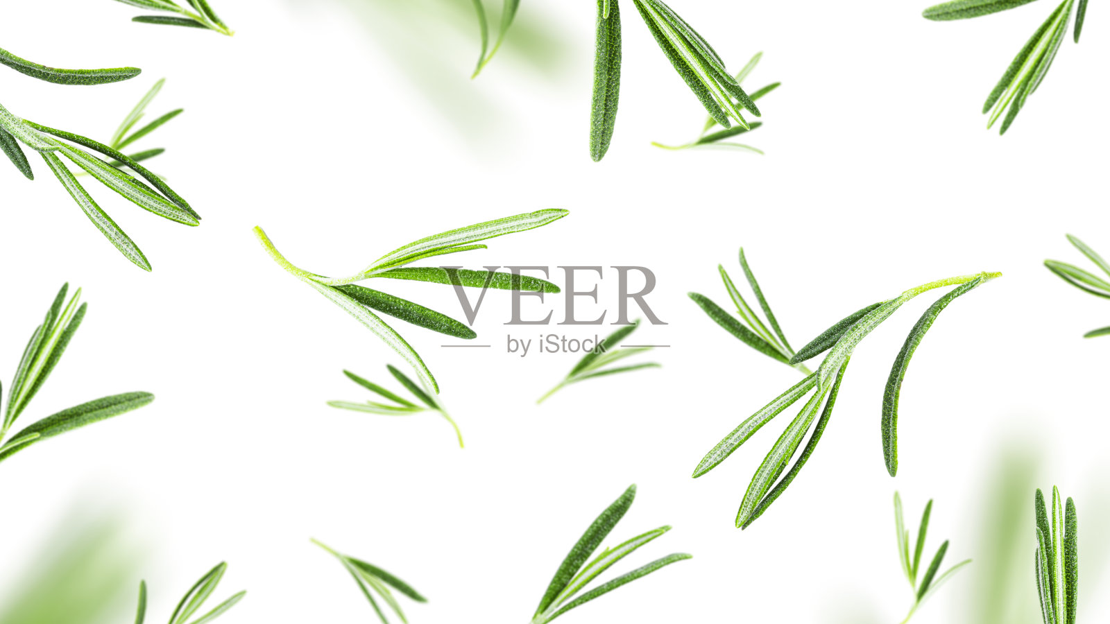 迷迭香孤立白色背景。飞迷迭香照片摄影图片