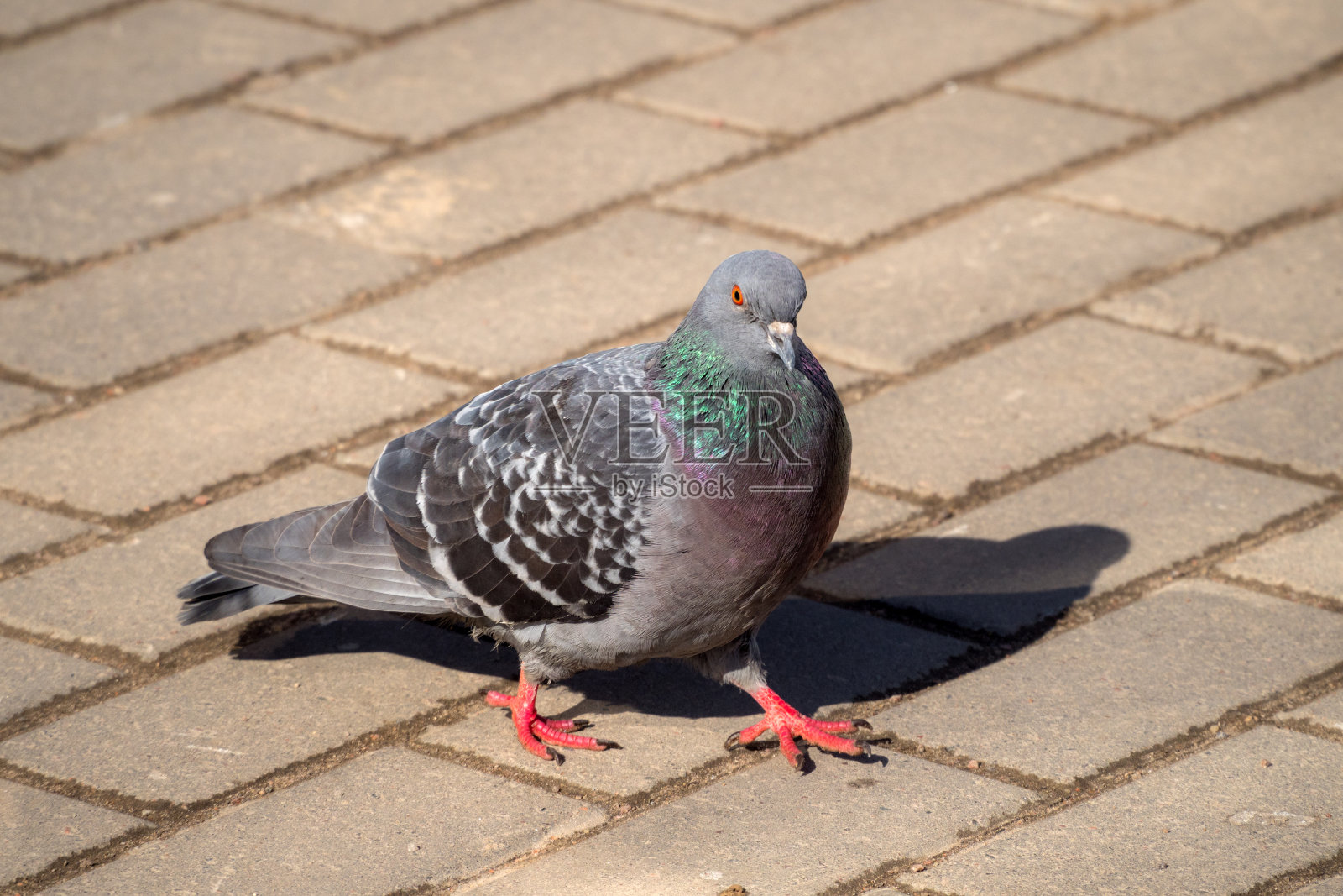灰色鸽子的肖像照片摄影图片