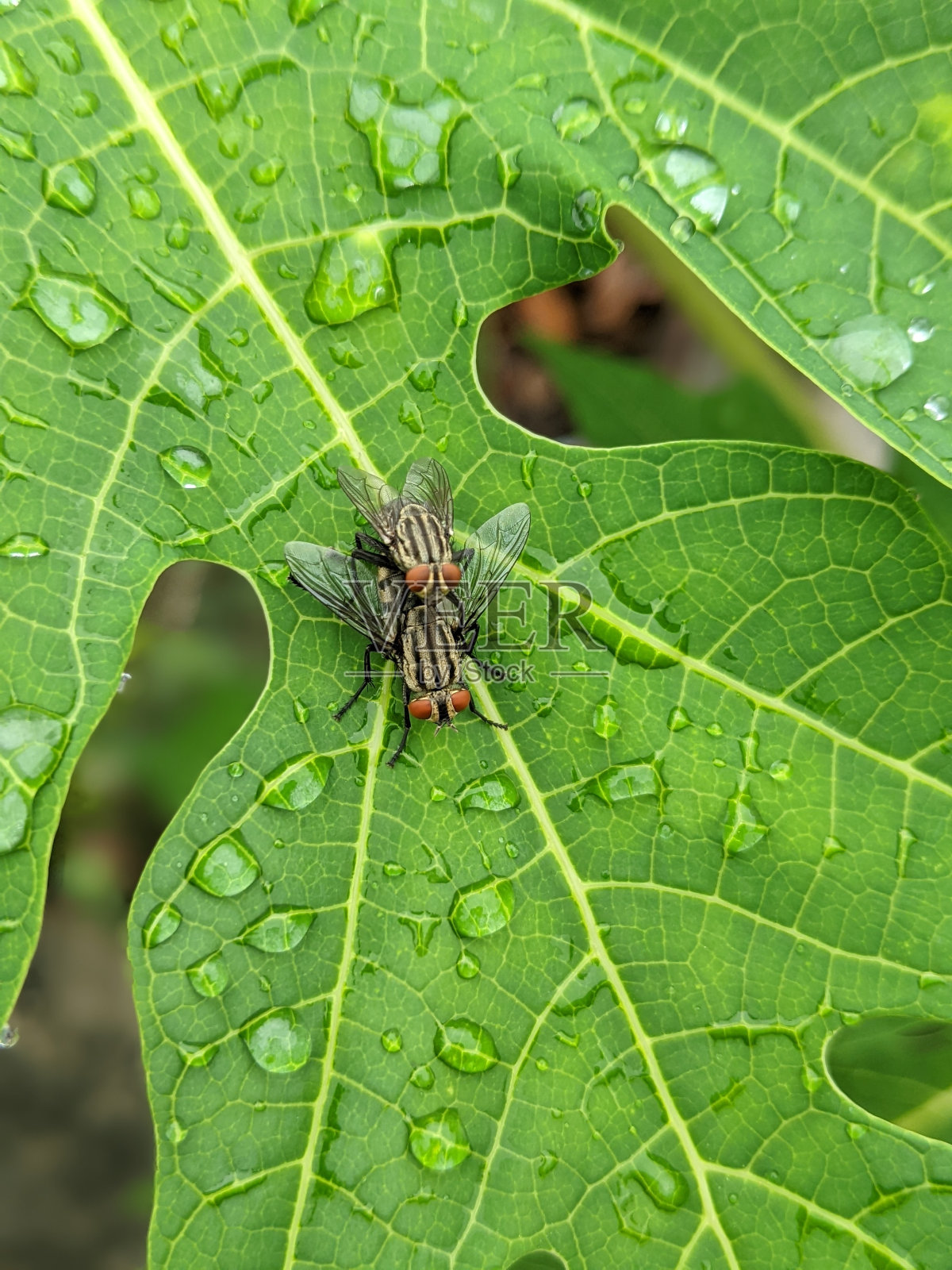 苍蝇照片摄影图片