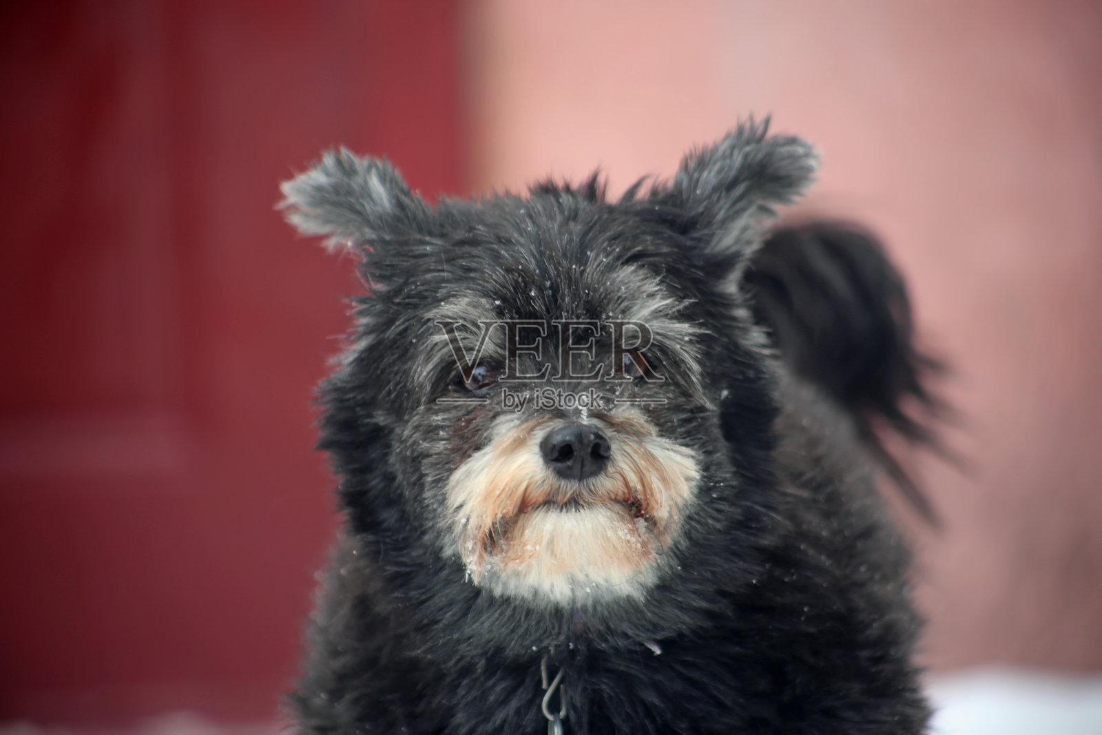 一分钱照片摄影图片