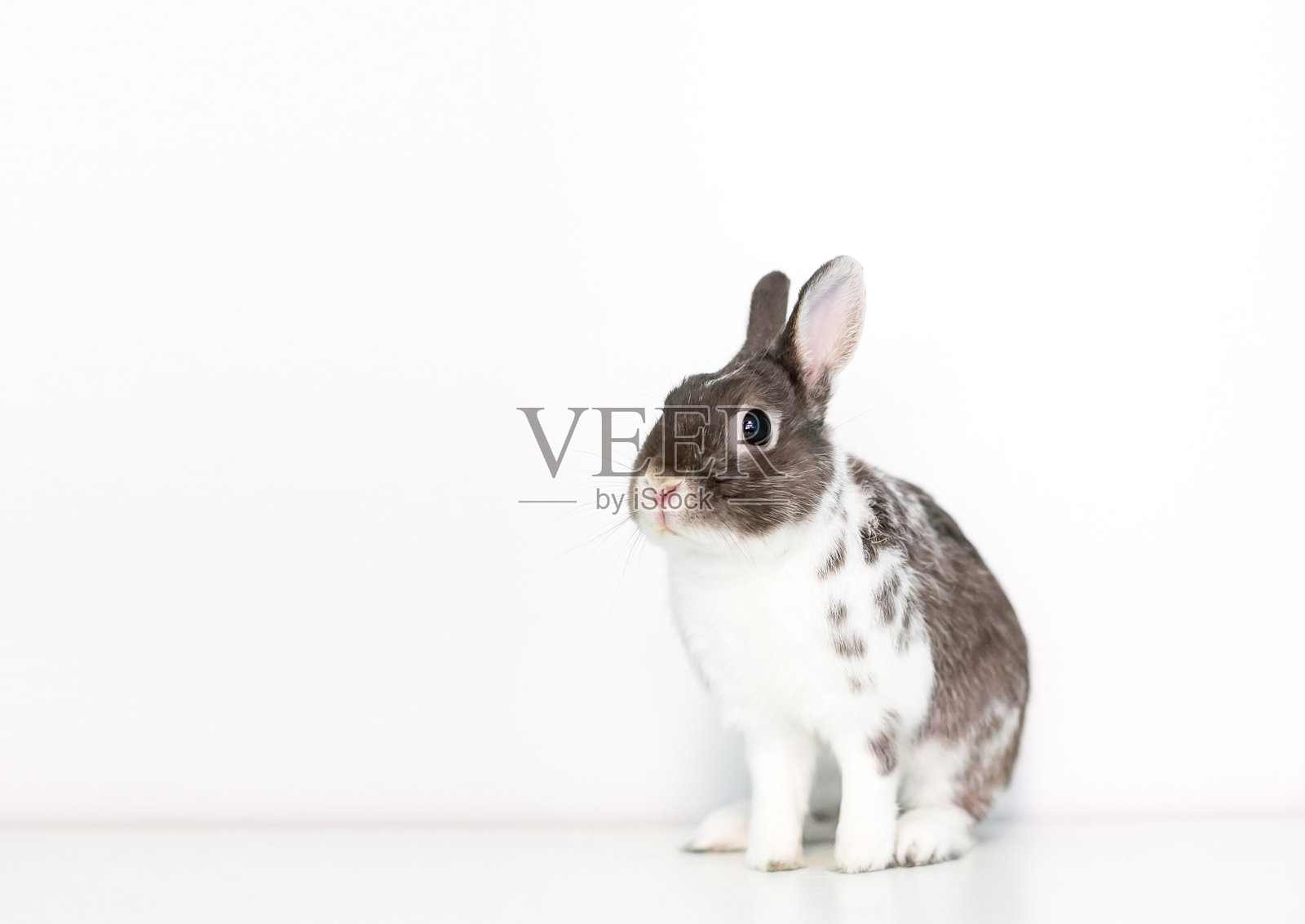 一只小矮人坐着繁殖兔子照片摄影图片