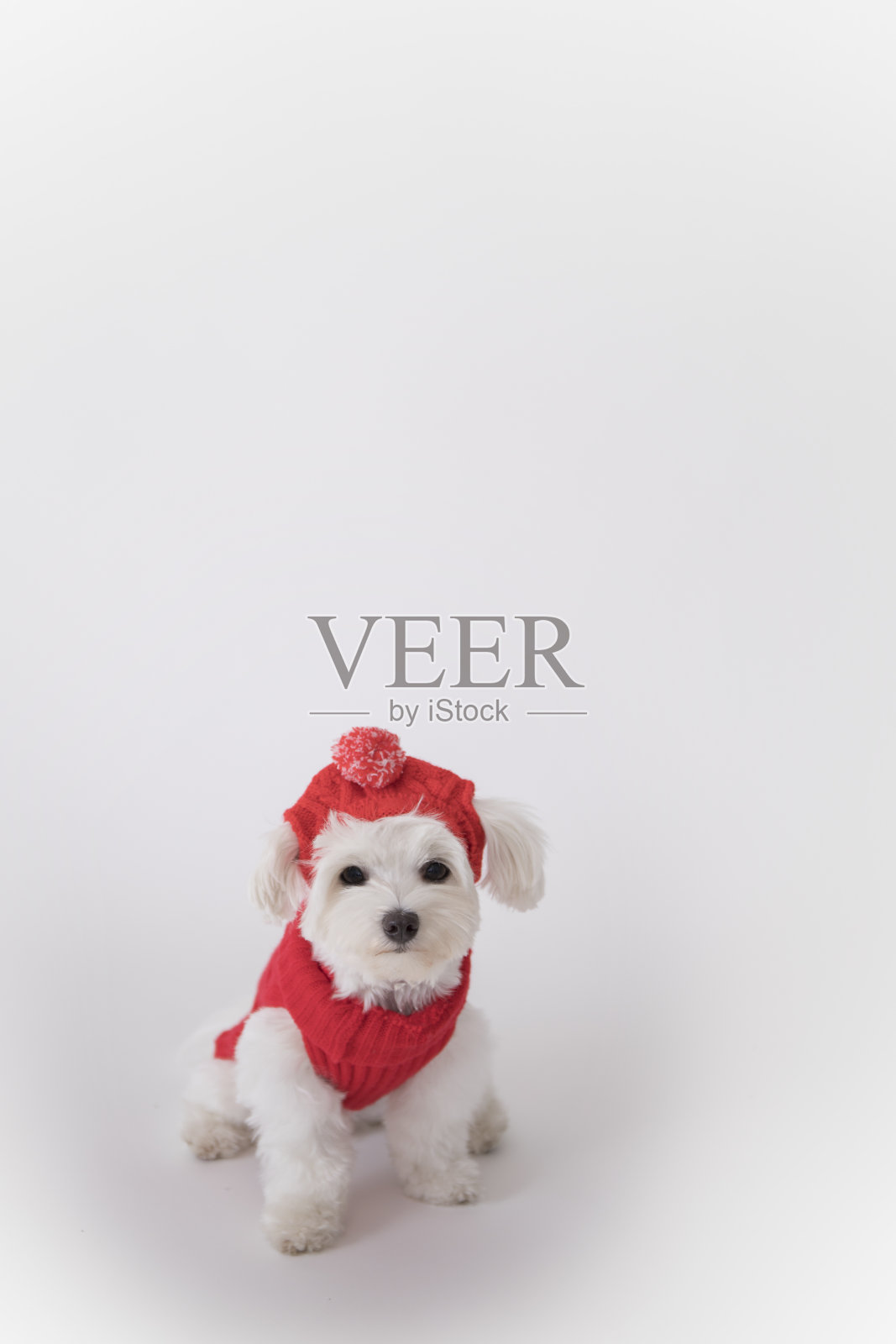 白色马耳他犬穿红色冬装照片摄影图片
