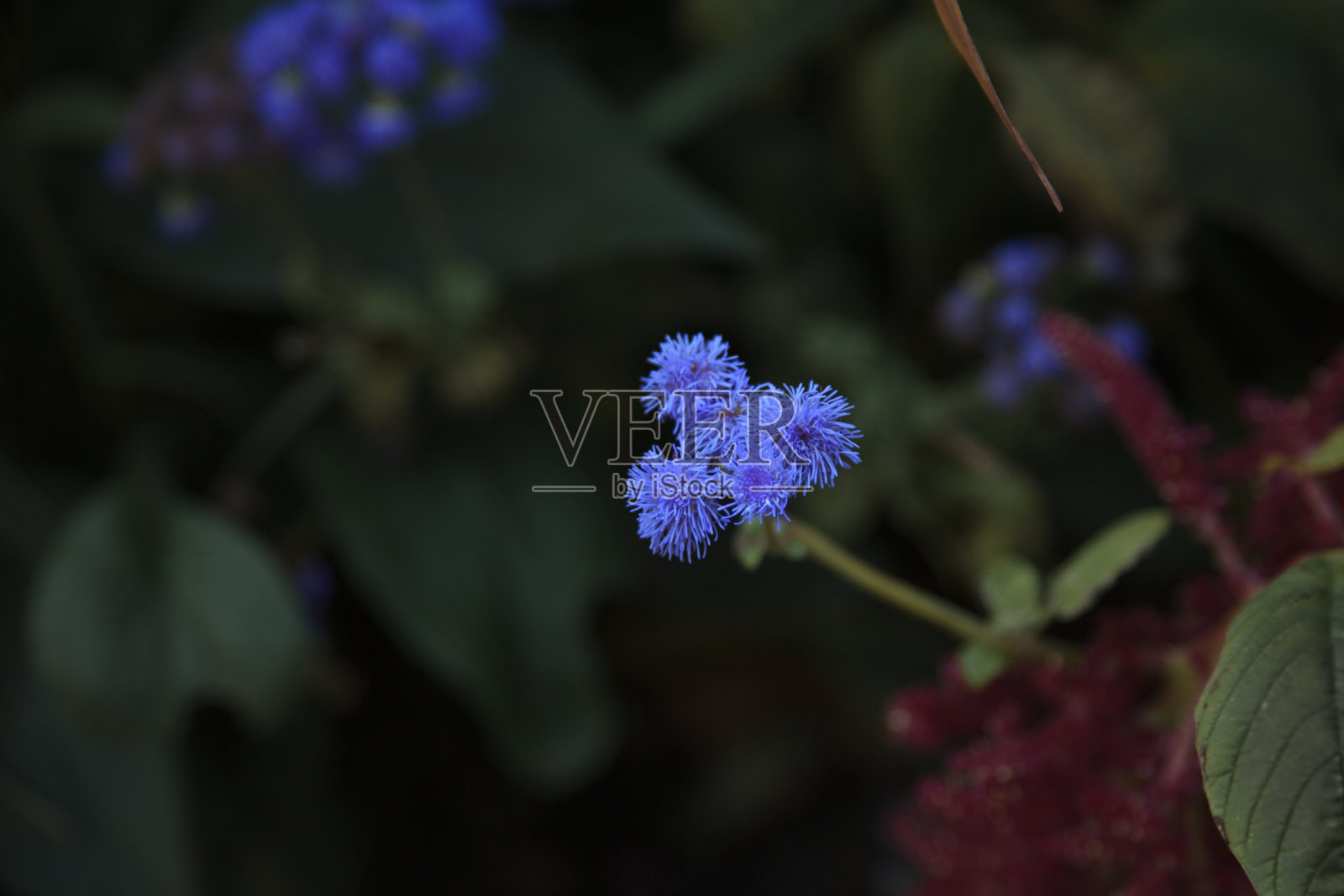 明亮的蓝色小花。深蓝色的花在深绿色的背景上。蓬松vetyts照片摄影图片