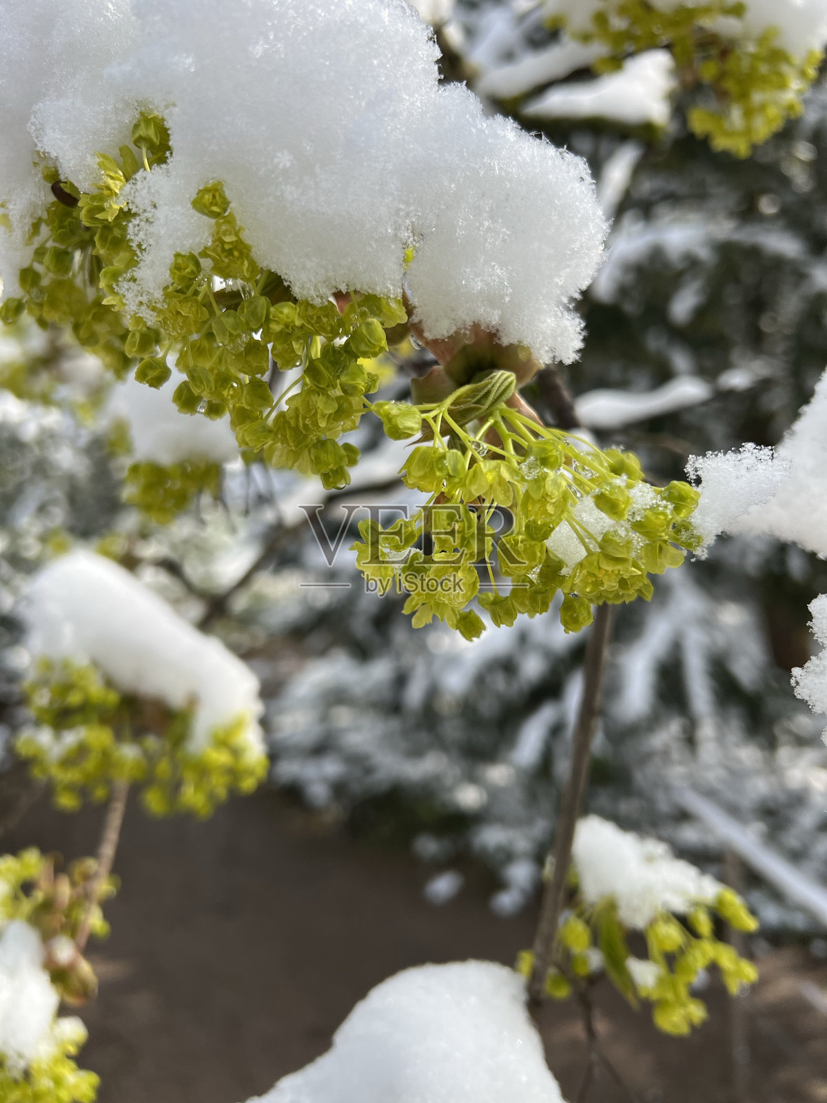 白雪覆盖的树花照片摄影图片
