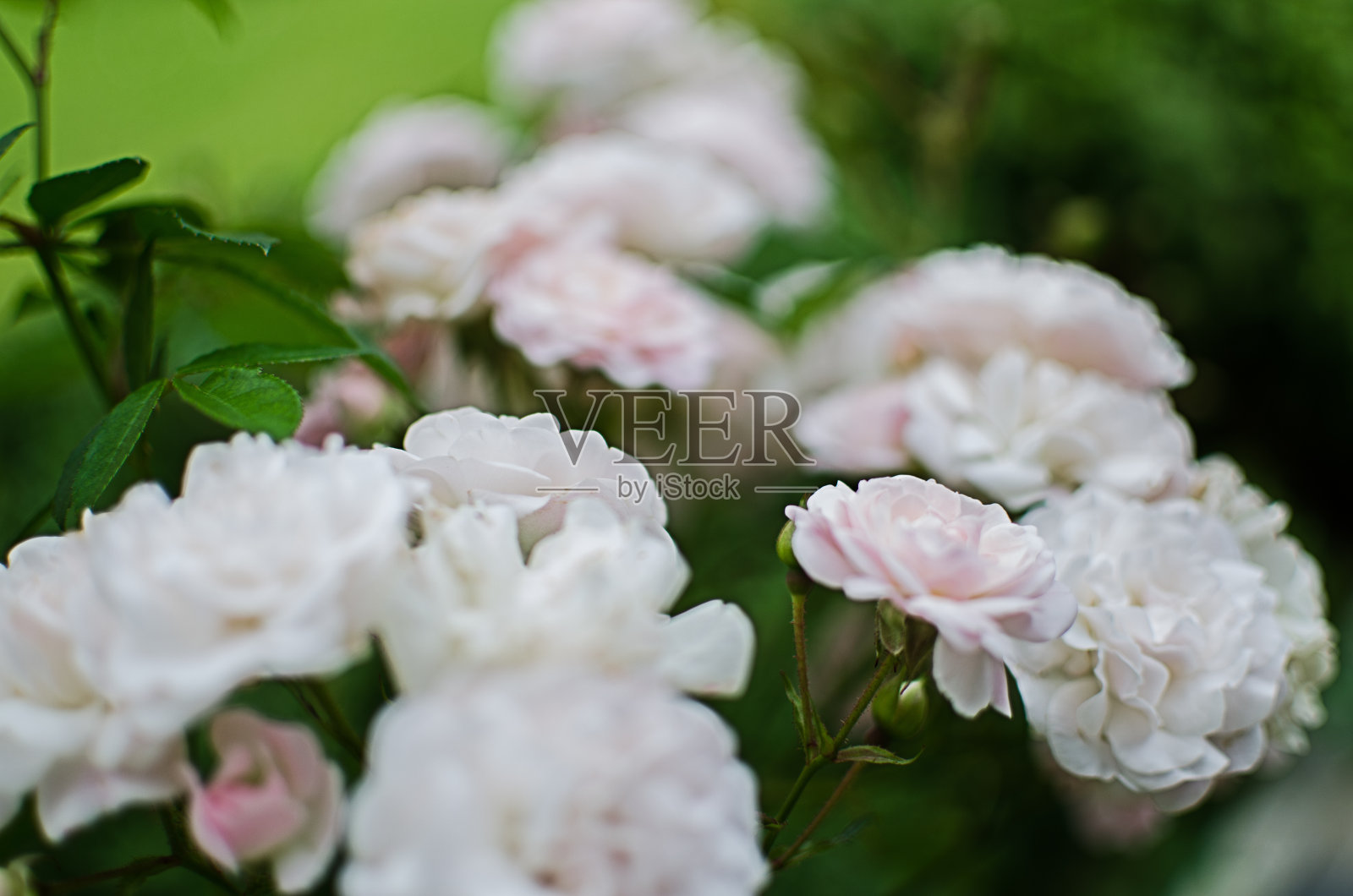 美丽而新鲜的玫瑰在夏天生长在户外照片摄影图片