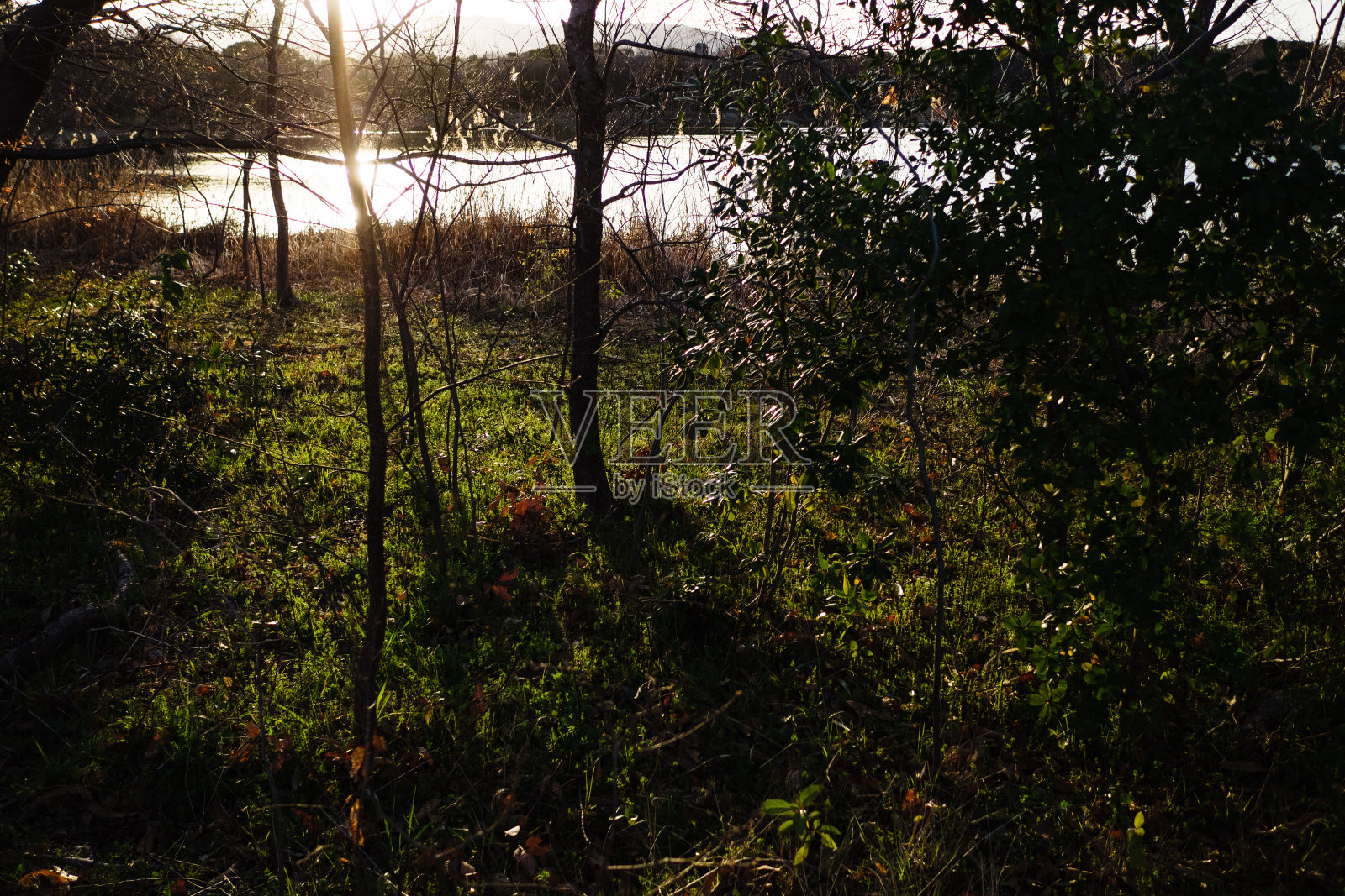黄昏的池塘边照片摄影图片