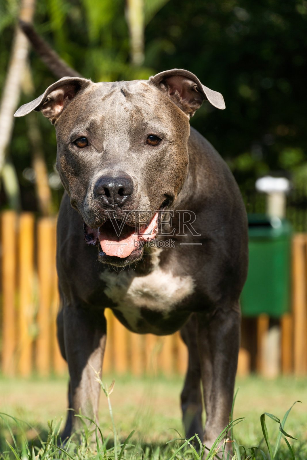 在公园里玩的斗牛犬。绿草和木桩到处都是。日落。蓝鼻子。有选择性的重点照片摄影图片