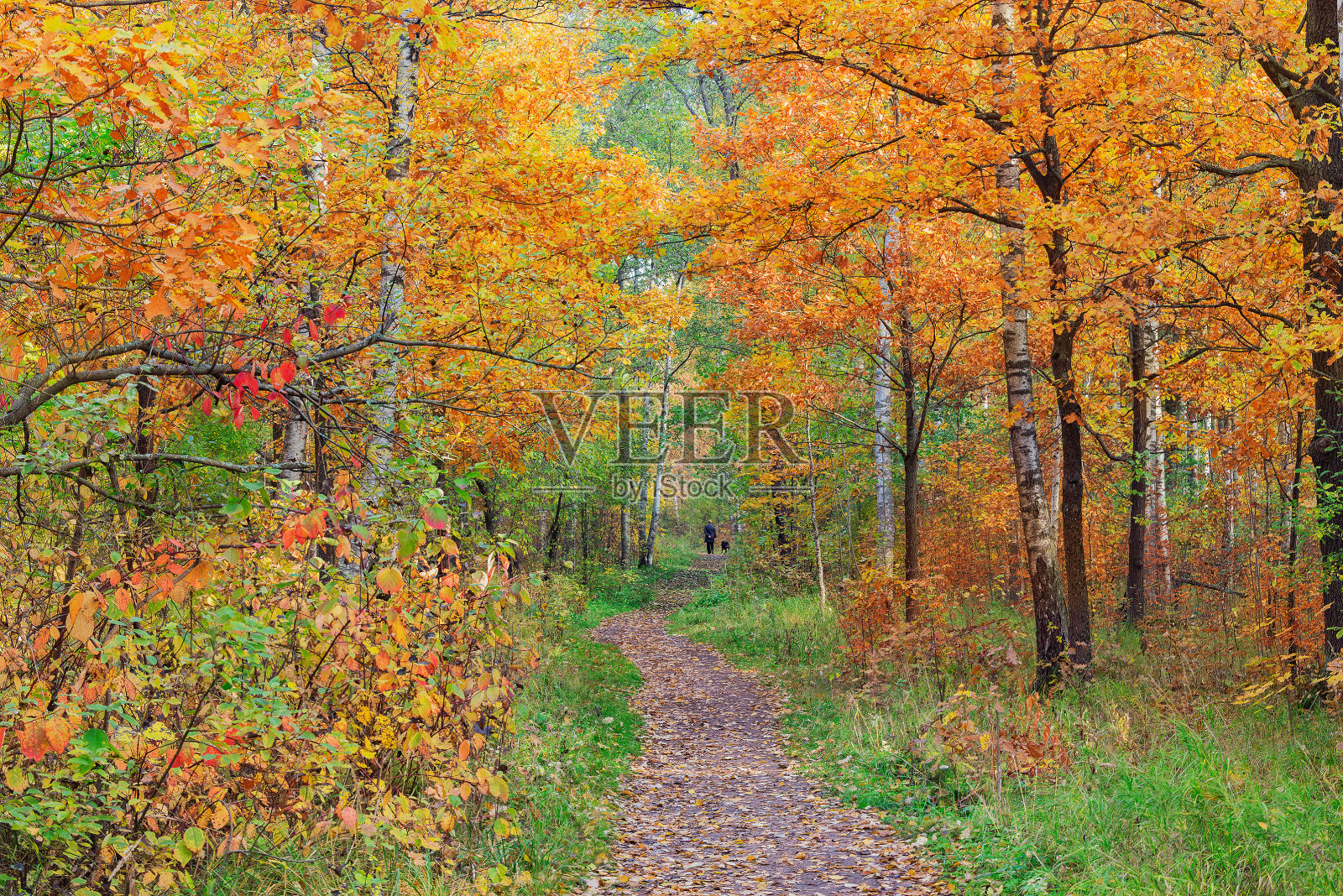 秋日清晨城市公园的景色。照片摄影图片