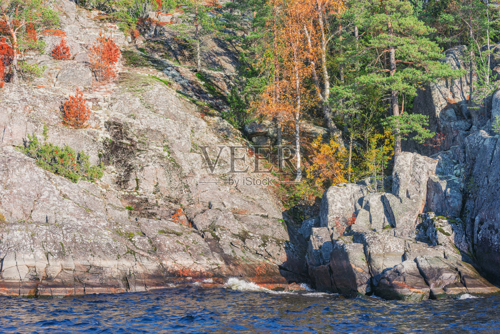 秋天的傍晚，拉多加湖悬崖上的树木。照片摄影图片