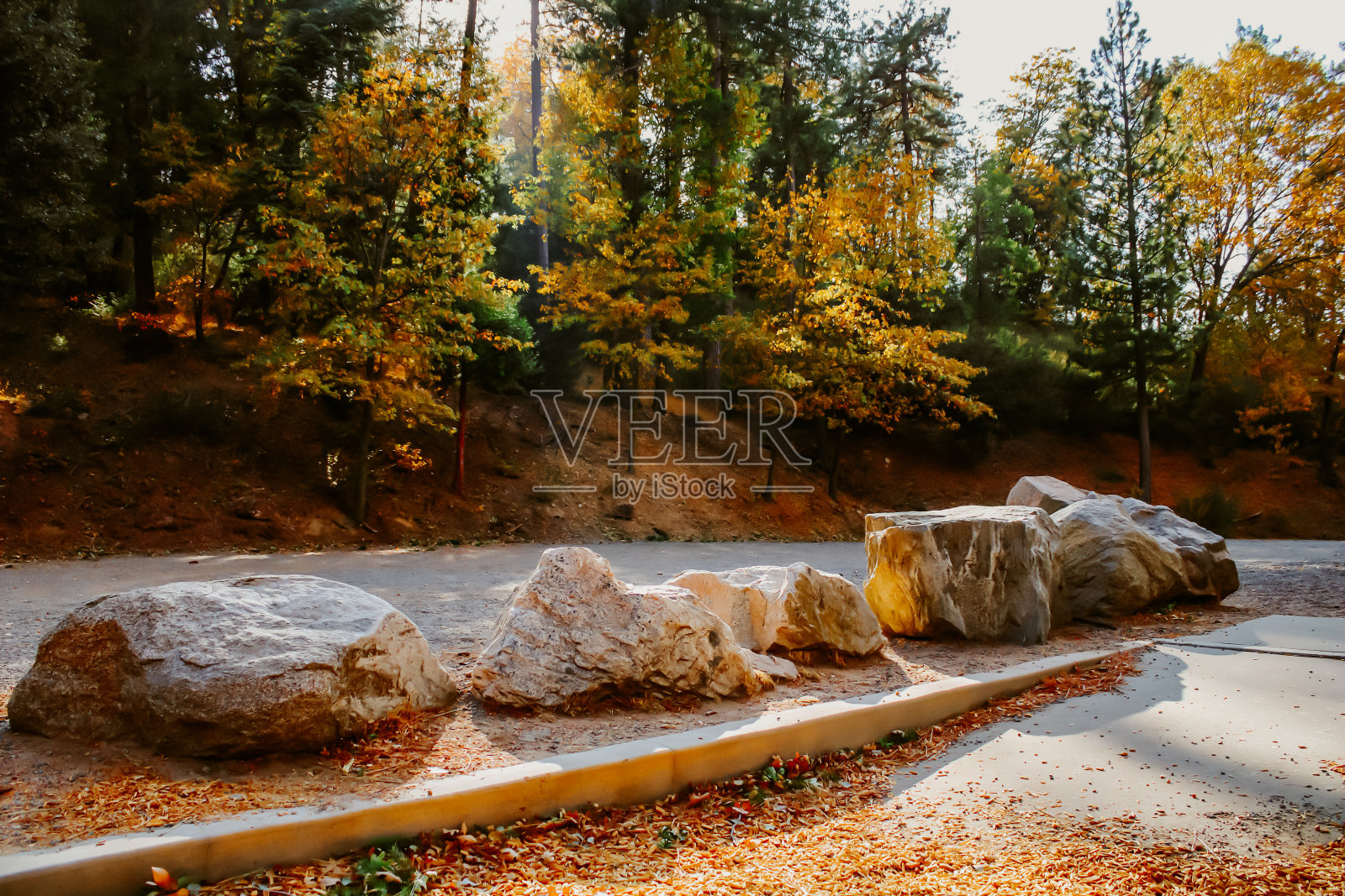 雪松公园黄金时间照片摄影图片