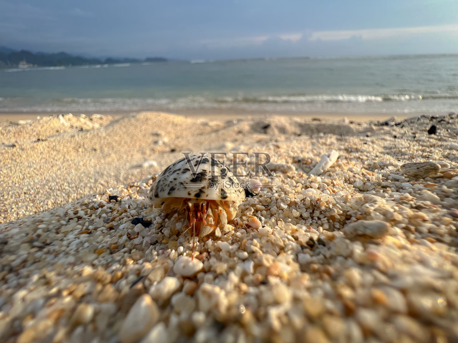 海滩上的小海螺照片摄影图片