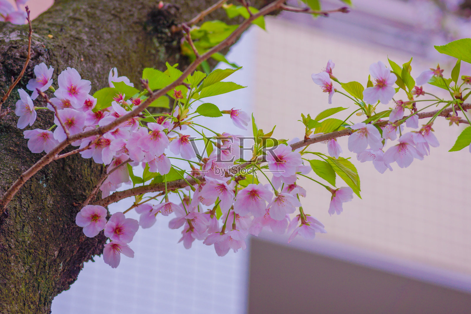 樱花盛开的景象照片摄影图片