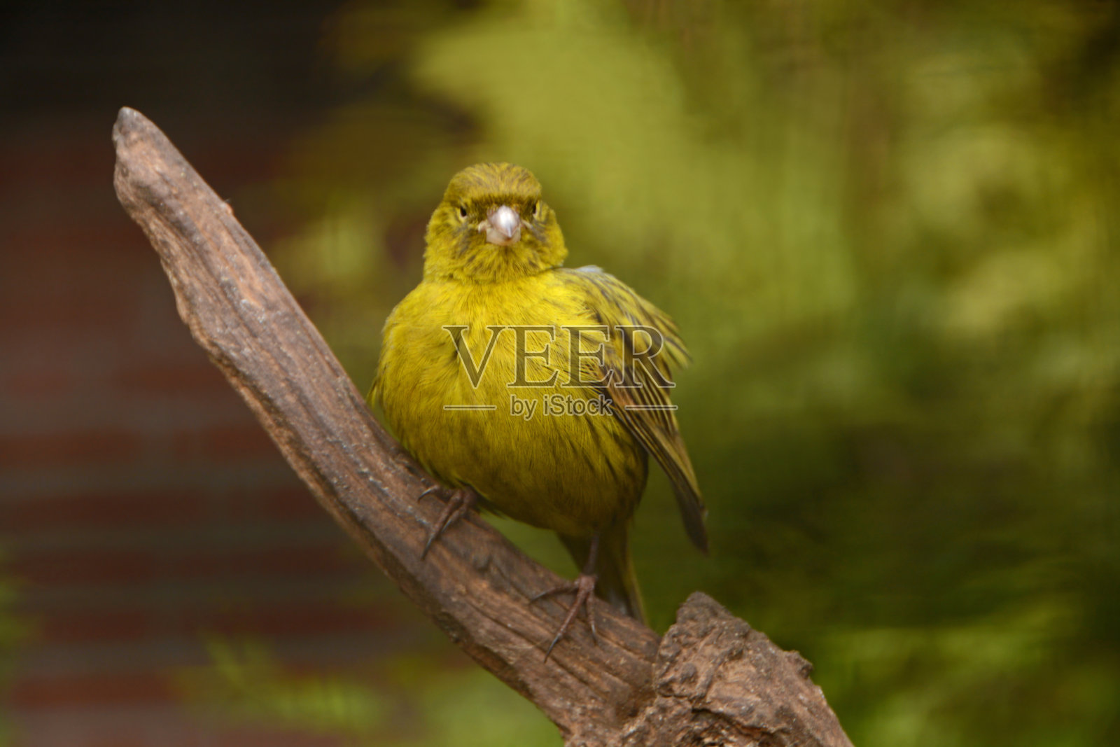 绿色的金丝雀。照片摄影图片