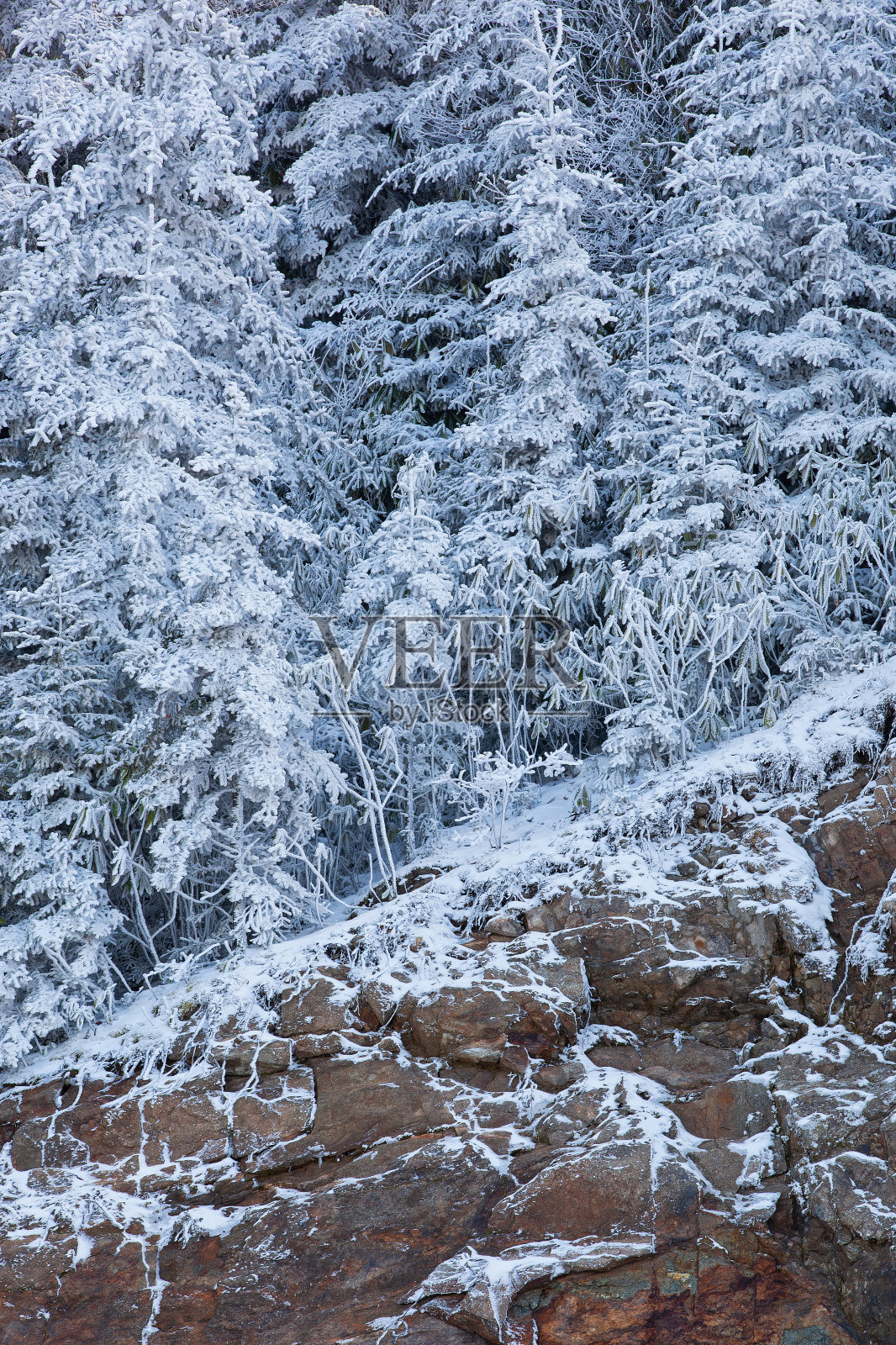 雾凇冰衣针叶树蓝岭公园路照片摄影图片