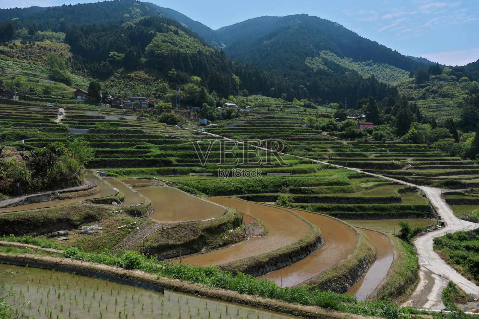 已经开始种植水稻的梯田照片摄影图片