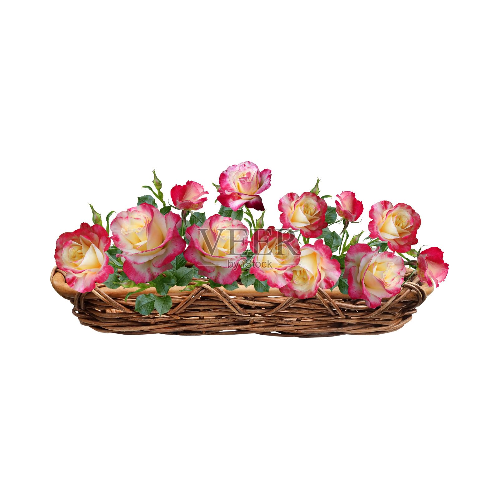 玫瑰花照片摄影图片