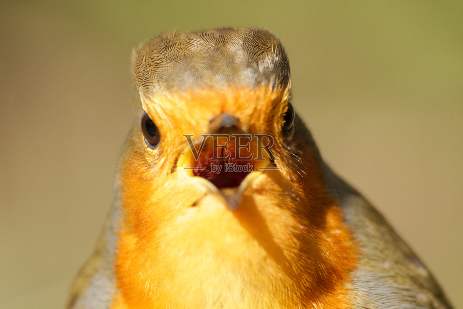 罗宾唱歌照片摄影图片