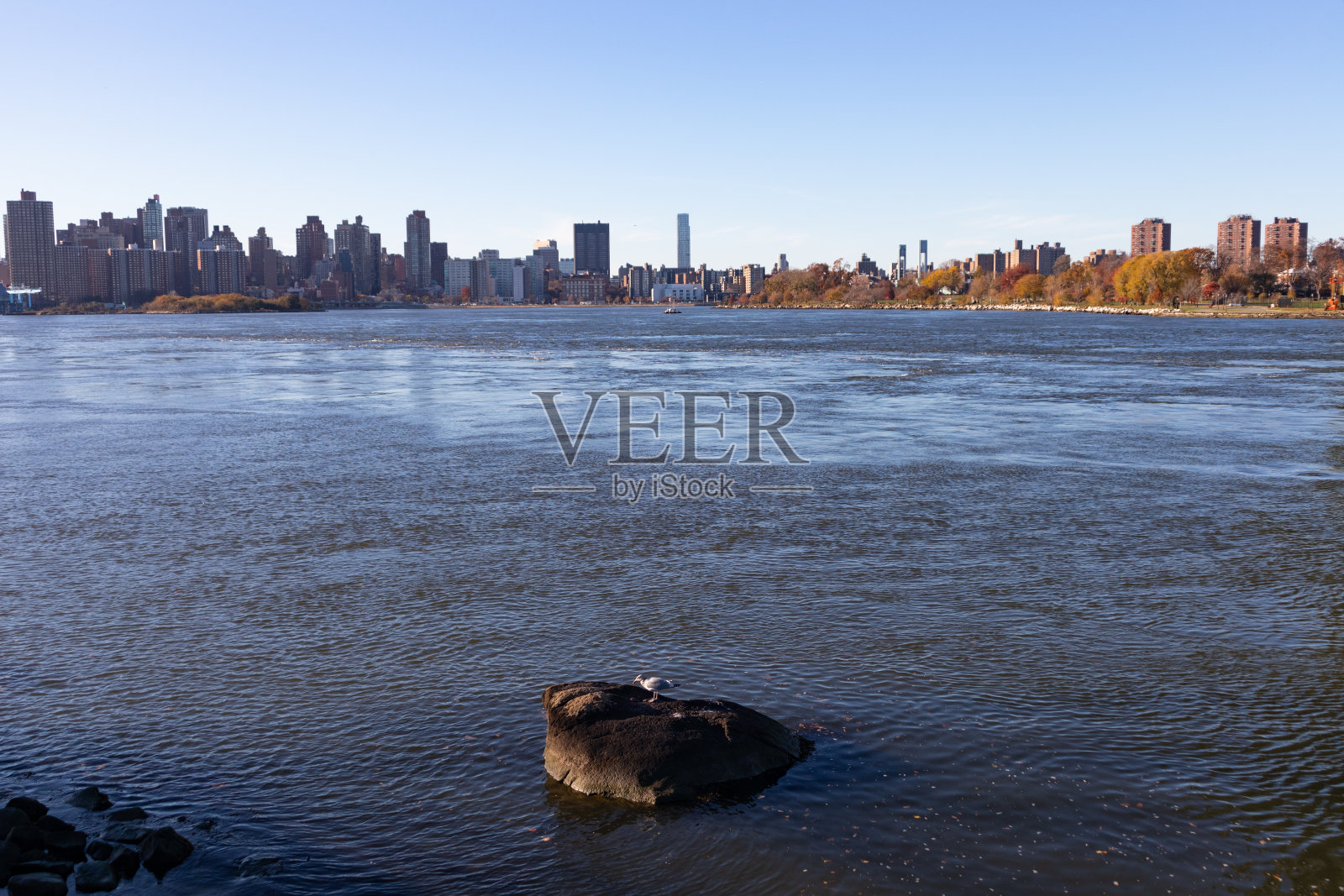 在纽约皇后区的阿斯托里亚，沿着东河的岩石上的海鸥，与曼哈顿天际线照片摄影图片