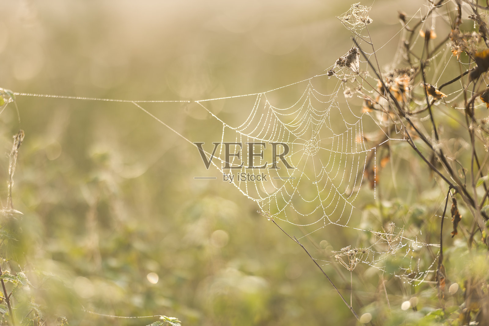 沾满露珠的背光蜘蛛网照片摄影图片