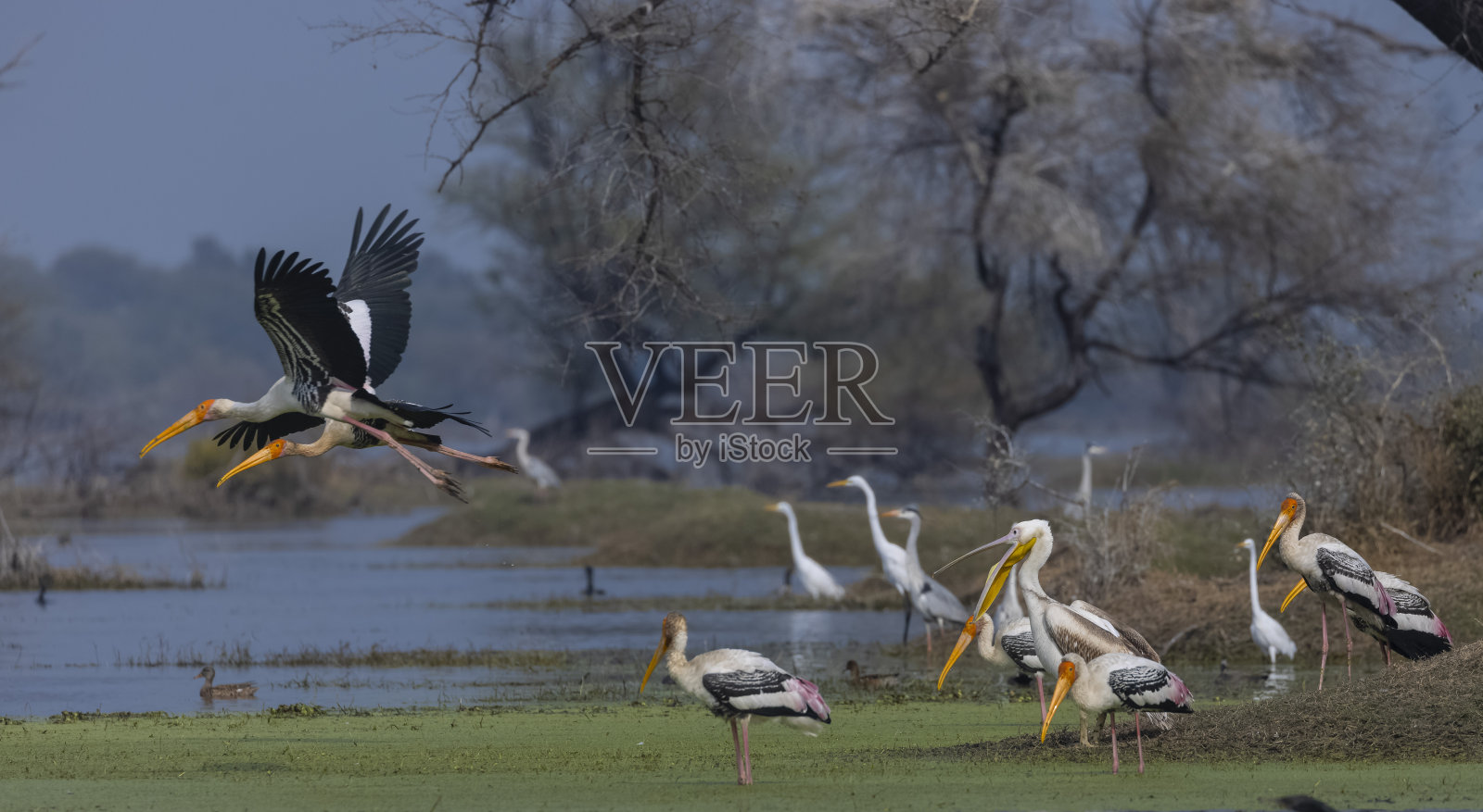 大白鲨鹈鹕照片摄影图片