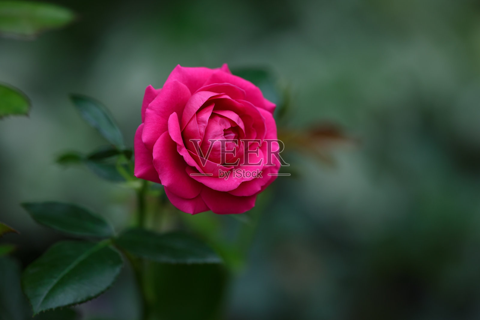 夏日花红花园玫瑰微距摄影。照片摄影图片