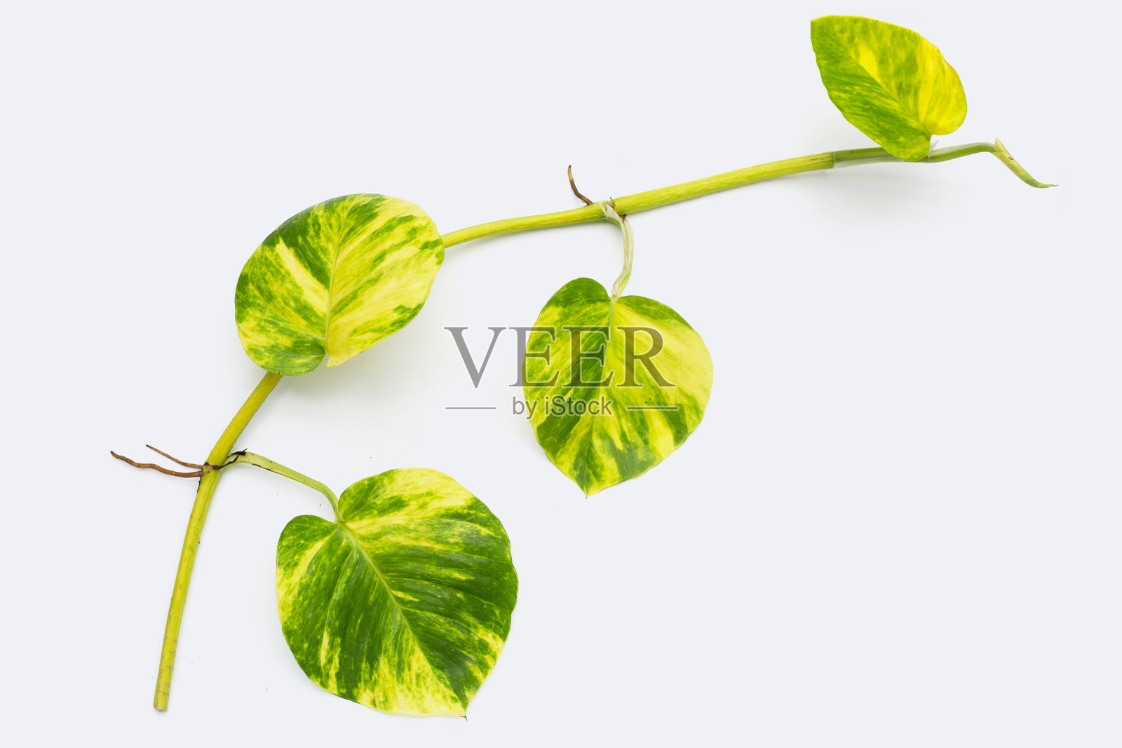 白色背景上的金色长春藤叶子。照片摄影图片