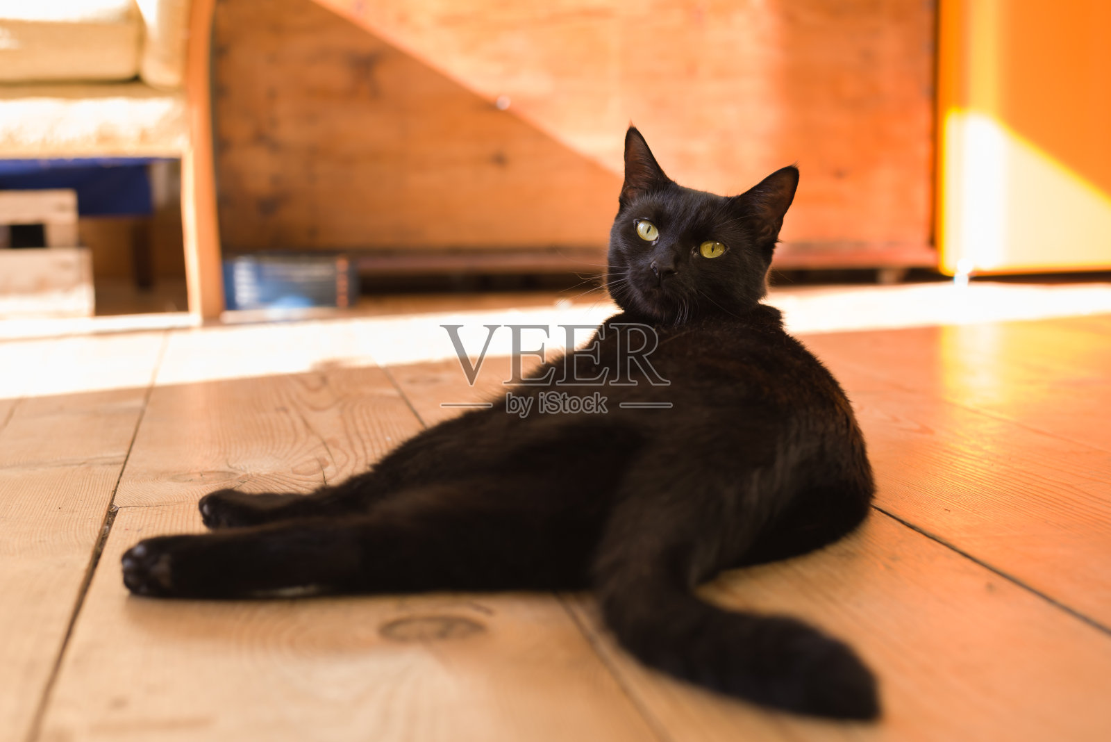 罗拉，黑猫在家iii照片摄影图片